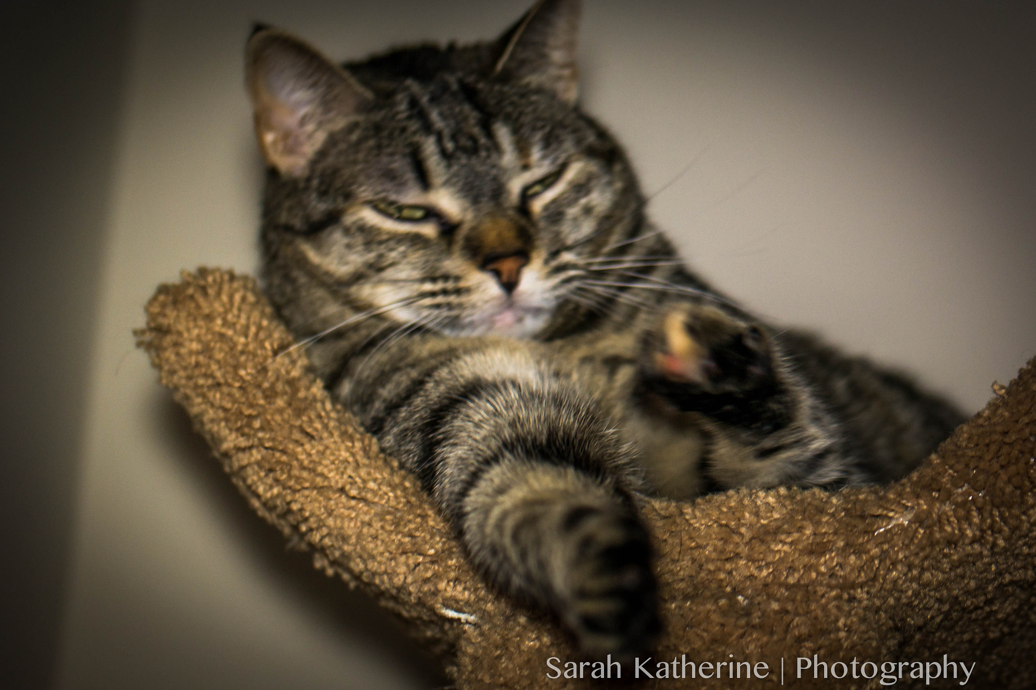 Samsung NX 60mm F2.8 Macro ED OIS SSA sample photo. Annabel photography