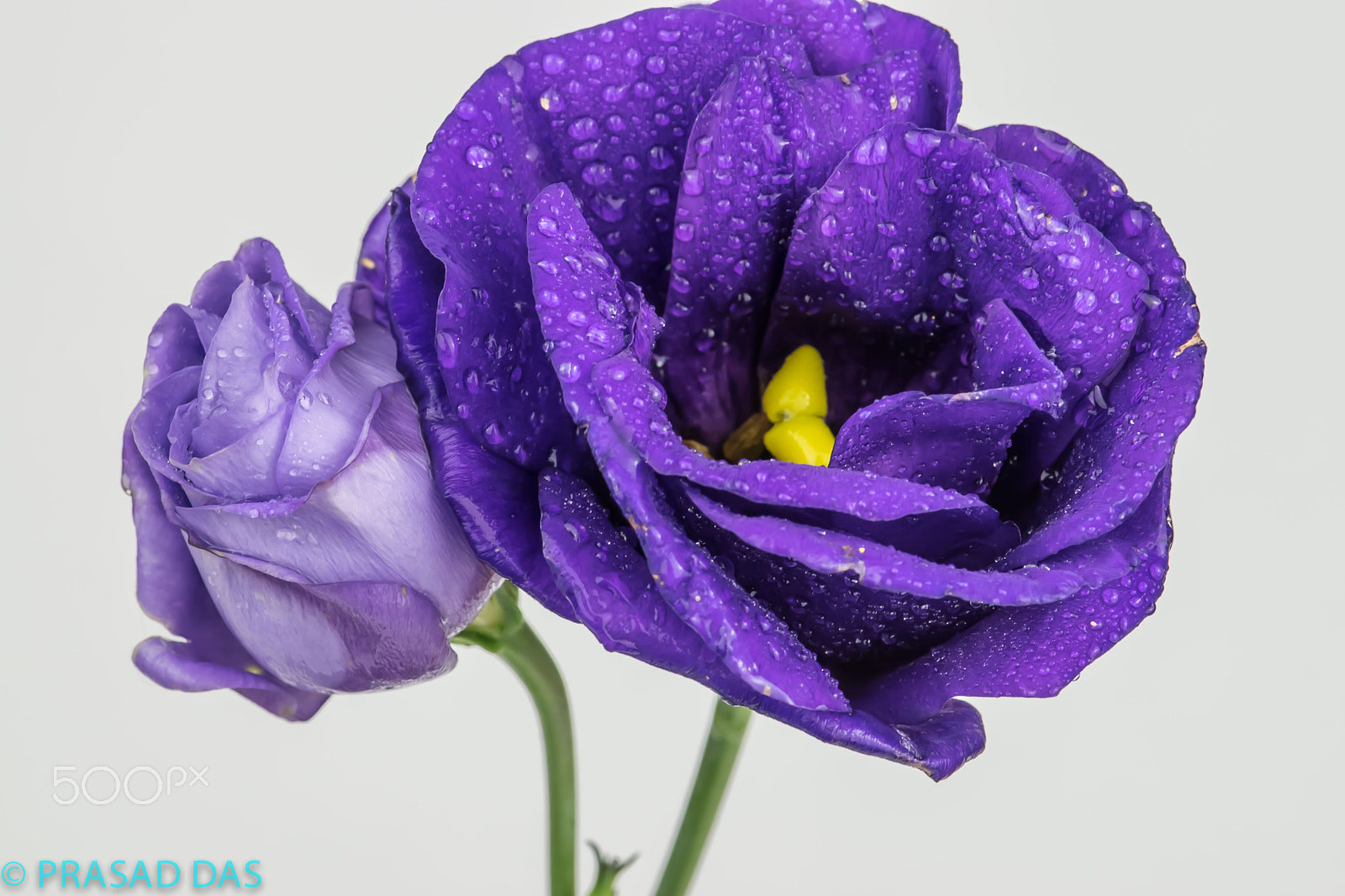 Nikon AF-S Micro-Nikkor 105mm F2.8G IF-ED VR sample photo. Colourful flowers in bloom photography