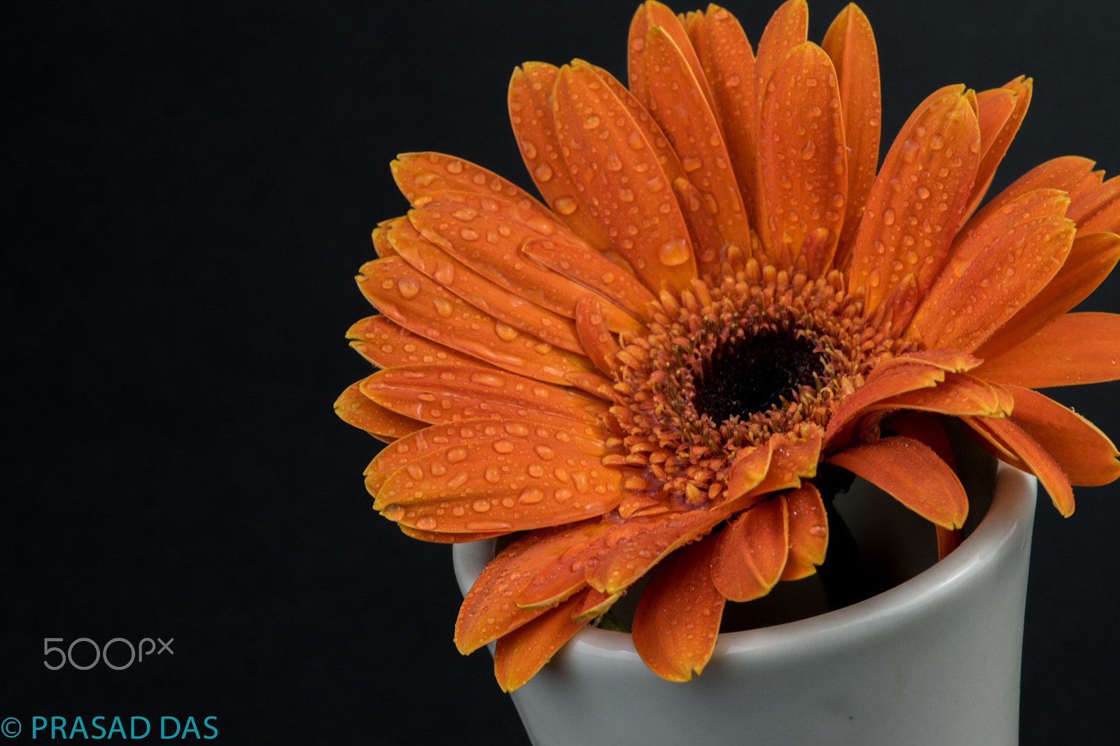 Nikon AF-S Micro-Nikkor 105mm F2.8G IF-ED VR sample photo. Colourful flowers in bloom photography