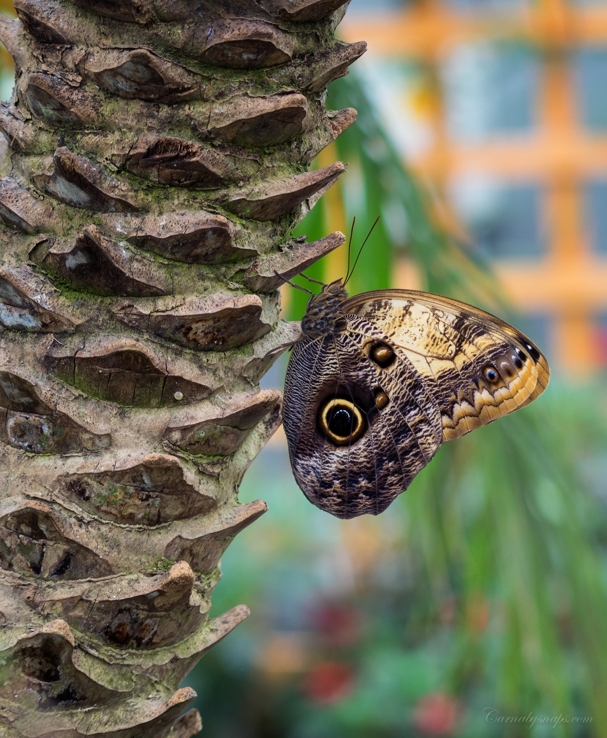 Olympus Zuiko Digital ED 70-300mm F4.0-5.6 sample photo. This clever critter mimics the eyes of an owl with ... photography