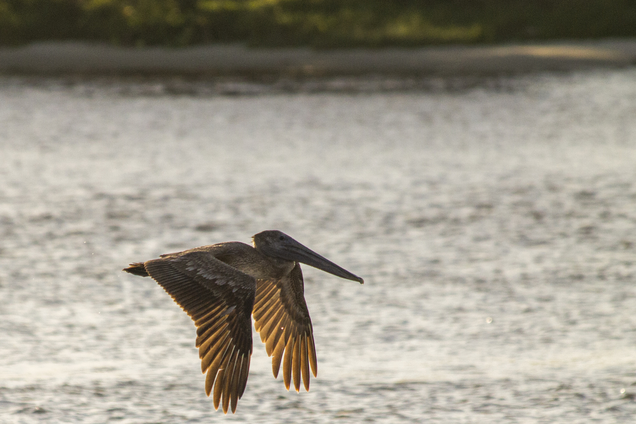 Canon EF 70-300mm F4-5.6 IS USM sample photo. Pelican photography