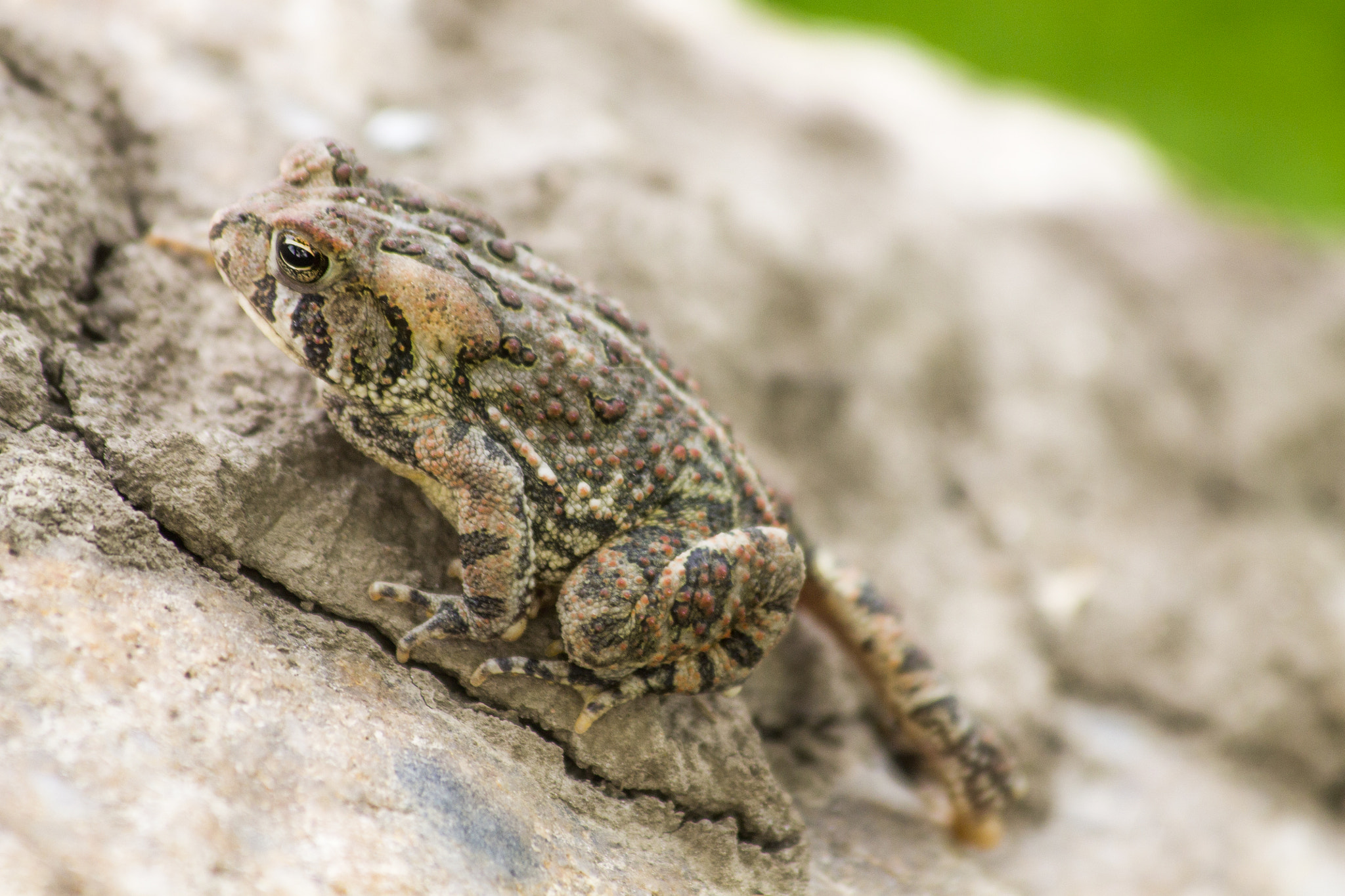 Canon EF 70-300mm F4-5.6 IS USM sample photo. Frog photography