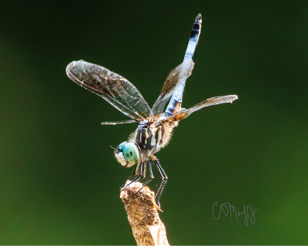 Canon EOS 760D (EOS Rebel T6s / EOS 8000D) + Canon 200-500mm sample photo. Dragonfly 2 photography