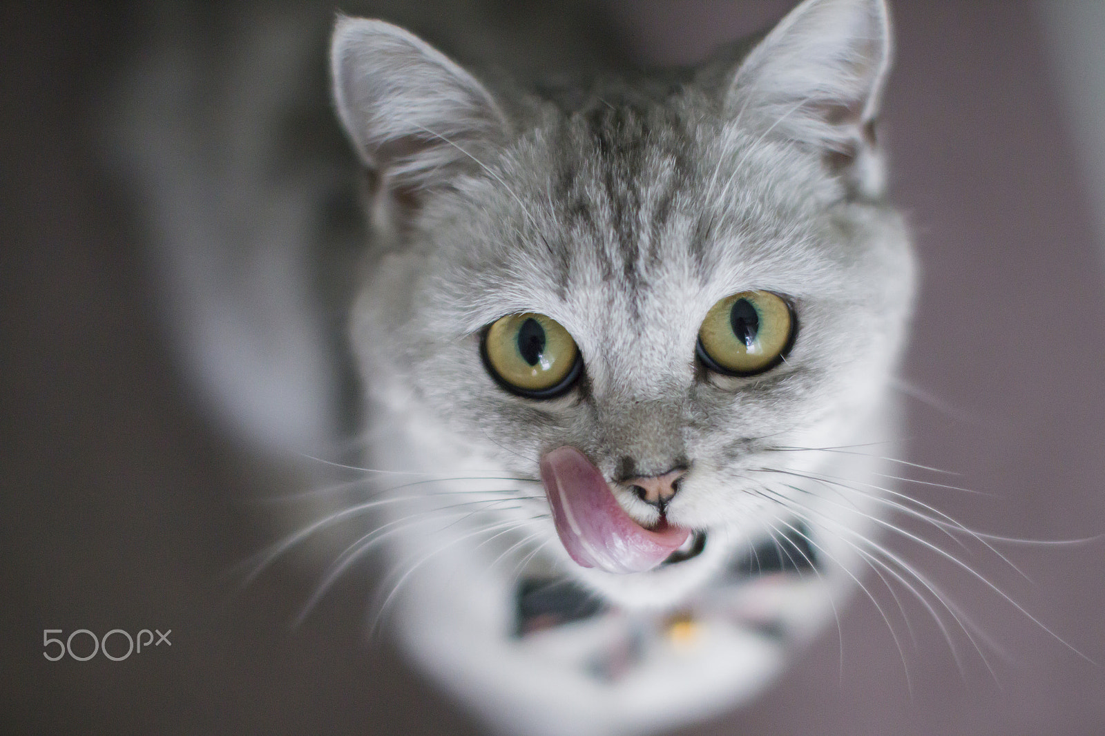 Canon EOS 70D + Canon EF 50mm F1.2L USM sample photo. Do you want to know what i ate ? photography