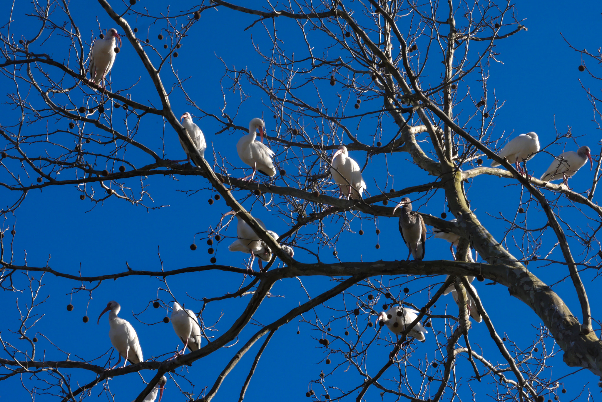 Panasonic Lumix DMC-GX8 + Panasonic Lumix G Vario 45-200mm F4-5.6 OIS sample photo. Bird invasion photography