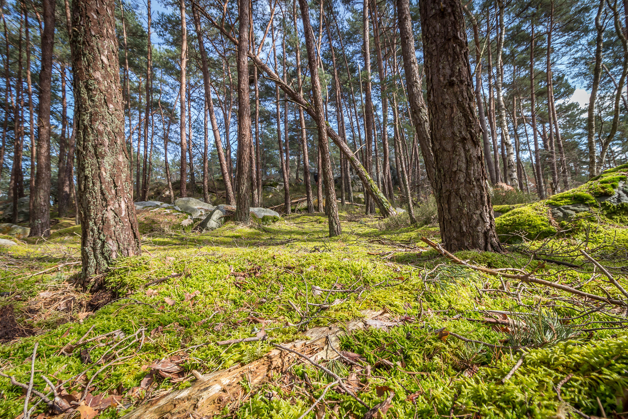 Canon EF-S 10-18mm F4.5–5.6 IS STM sample photo. Bleau photography