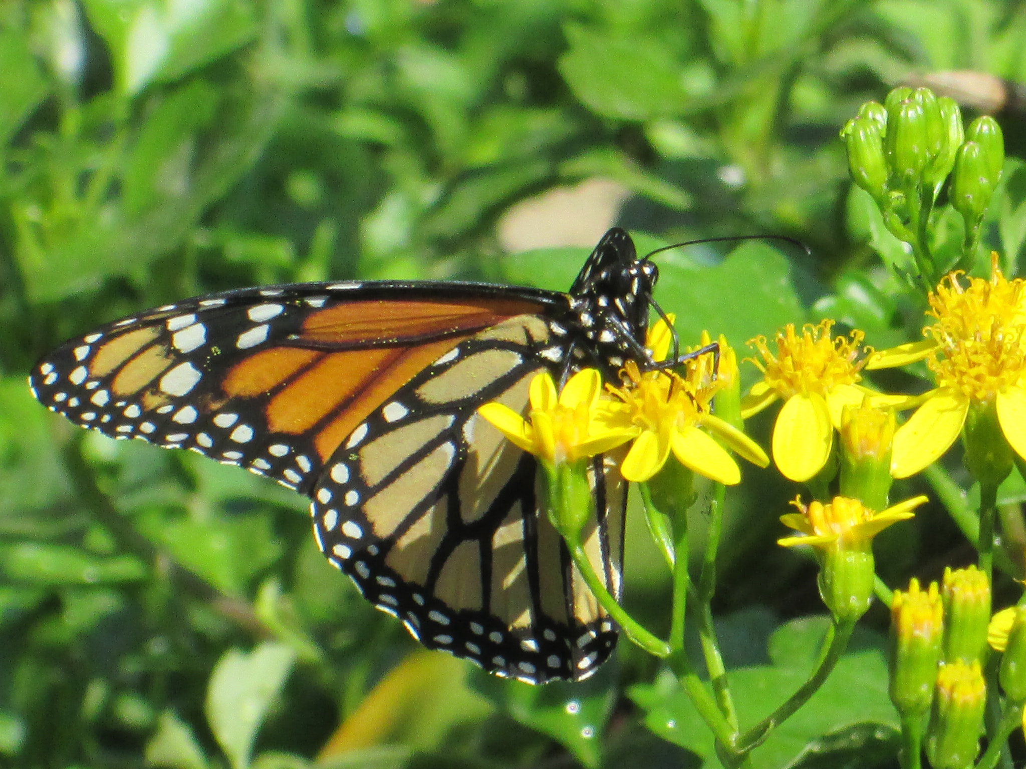 Canon POWERSHOT A2600 sample photo. Mariposa monarca photography