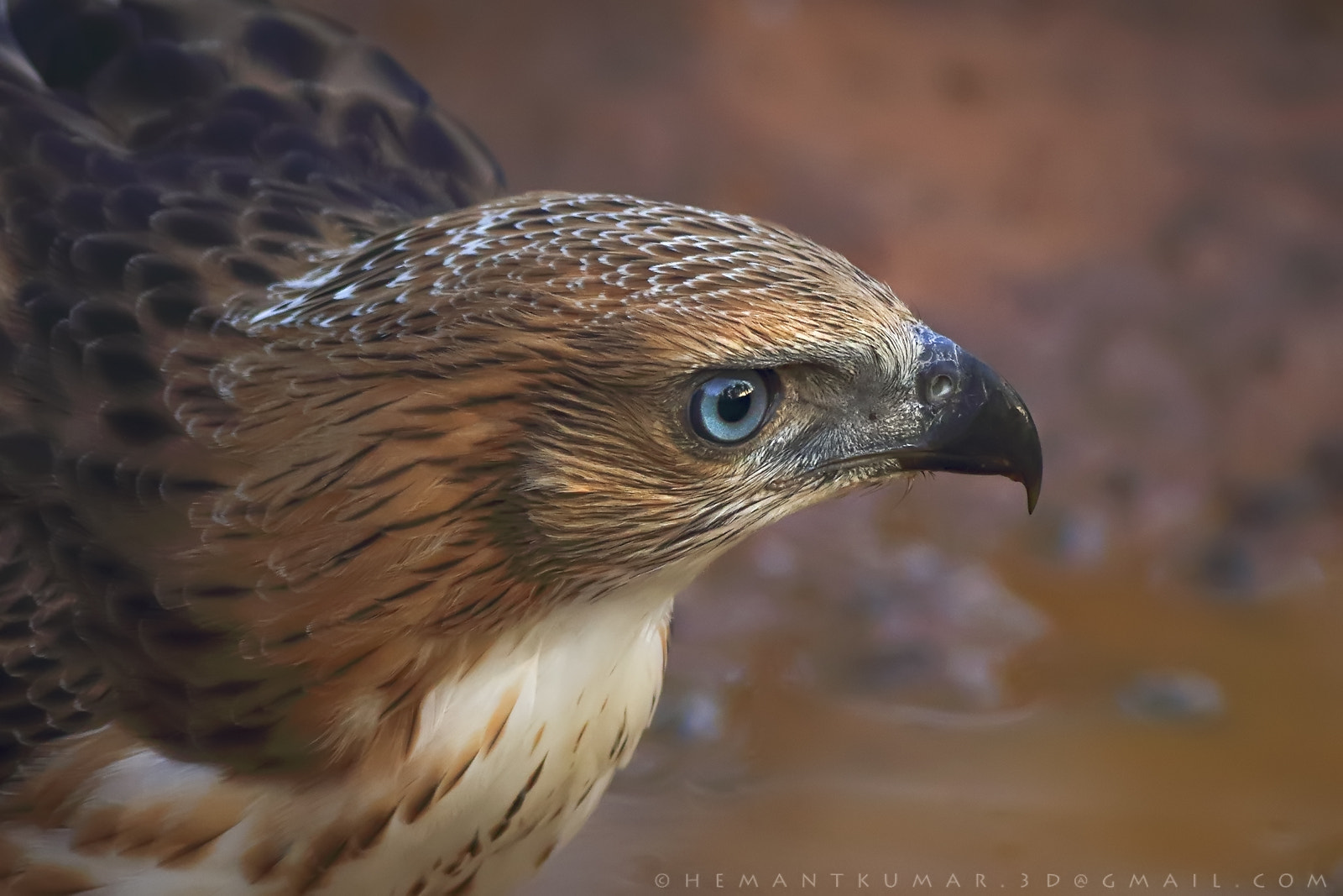 Canon EOS 7D Mark II + Canon EF 400mm F5.6L USM sample photo. Crested hawk eagle photography