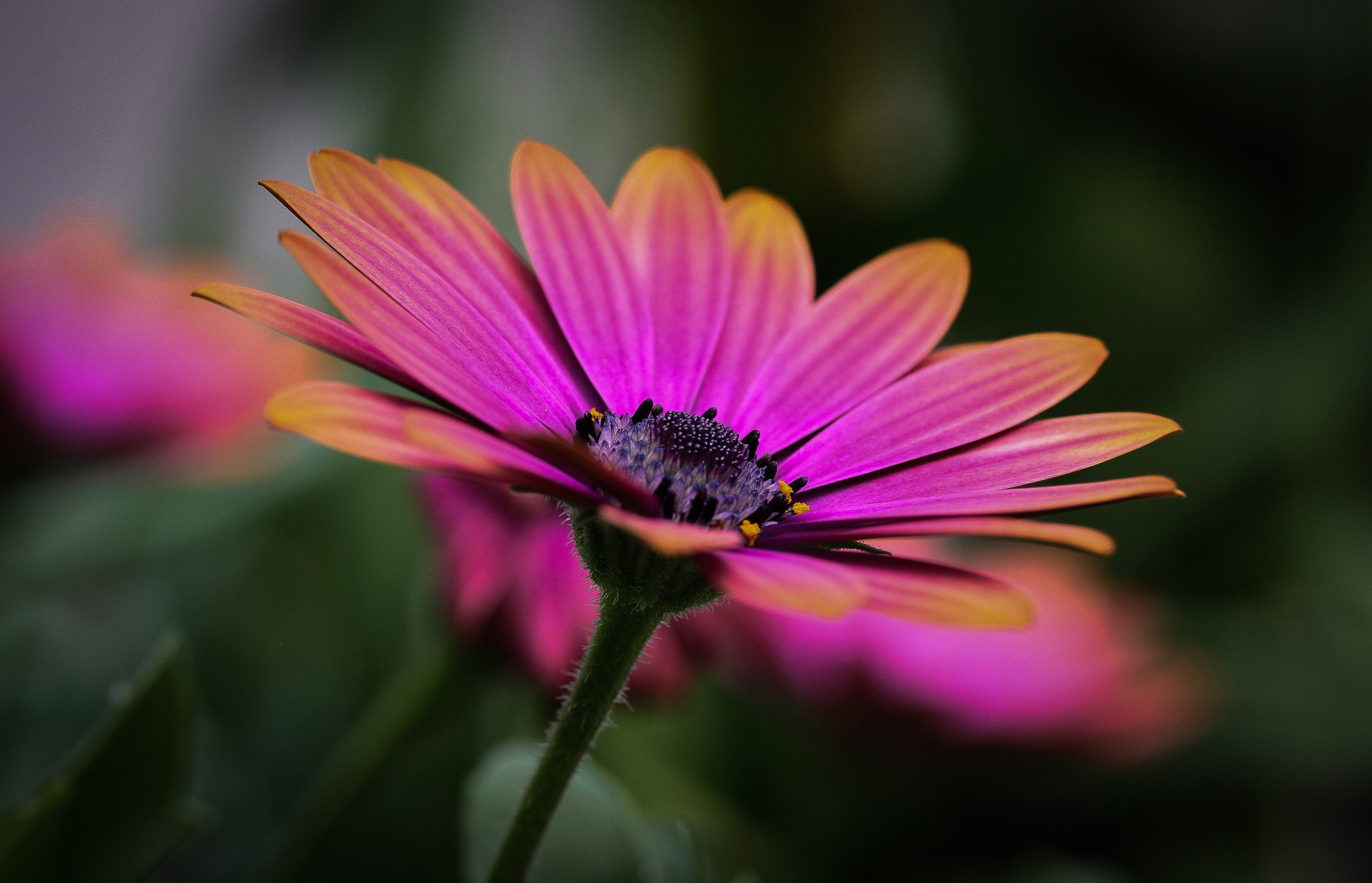 Canon EF-S 60mm F2.8 Macro USM sample photo. Graces of belonging photography