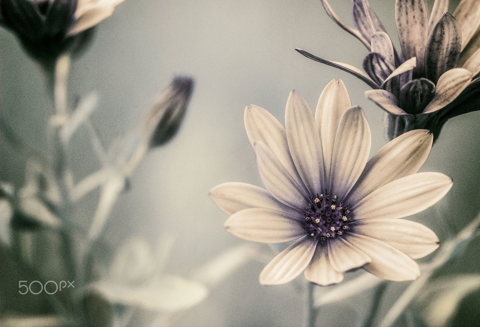 Canon EF 100mm F2.8L Macro IS USM sample photo. Blue diasy photography