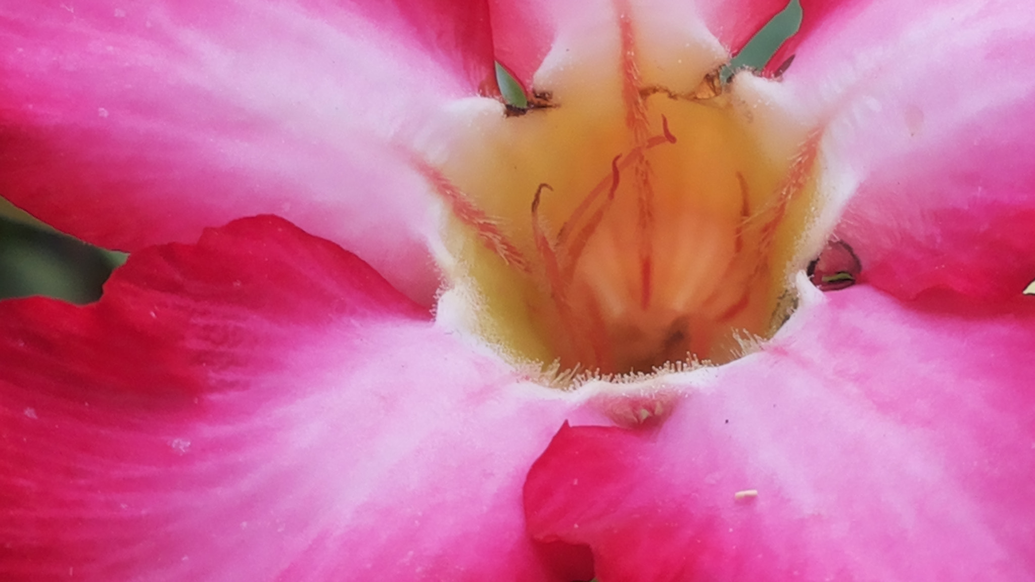 Samsung Galaxy Mega 5.8 sample photo. Blooming adenium photography