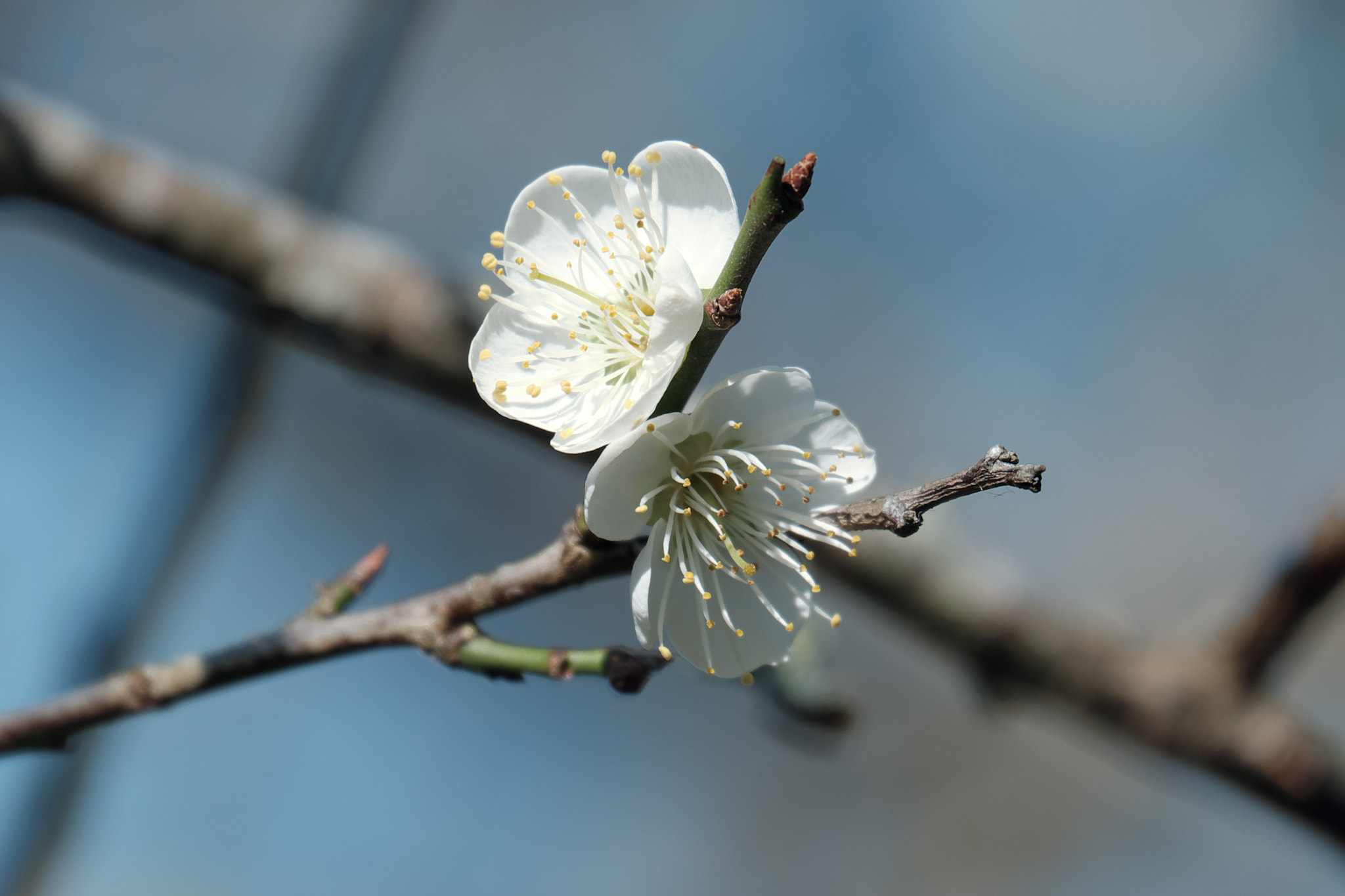 Fujifilm X-A2 + Fujifilm XC 50-230mm F4.5-6.7 OIS II sample photo. 梅花 prunus mume photography