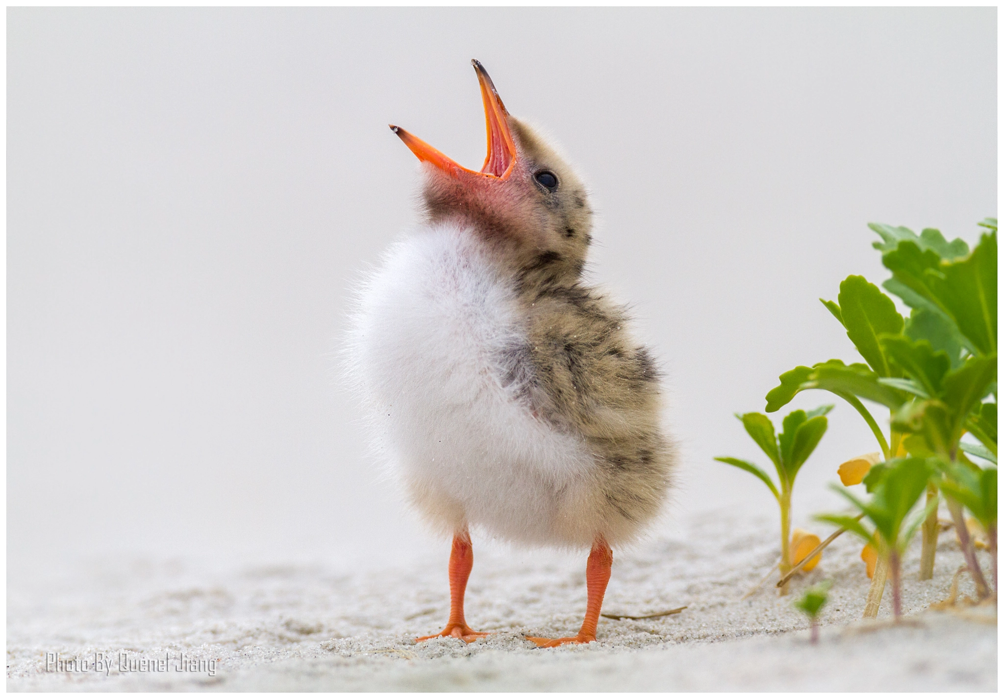 Canon EF 600mm F4L IS USM sample photo. Common tern baby photography