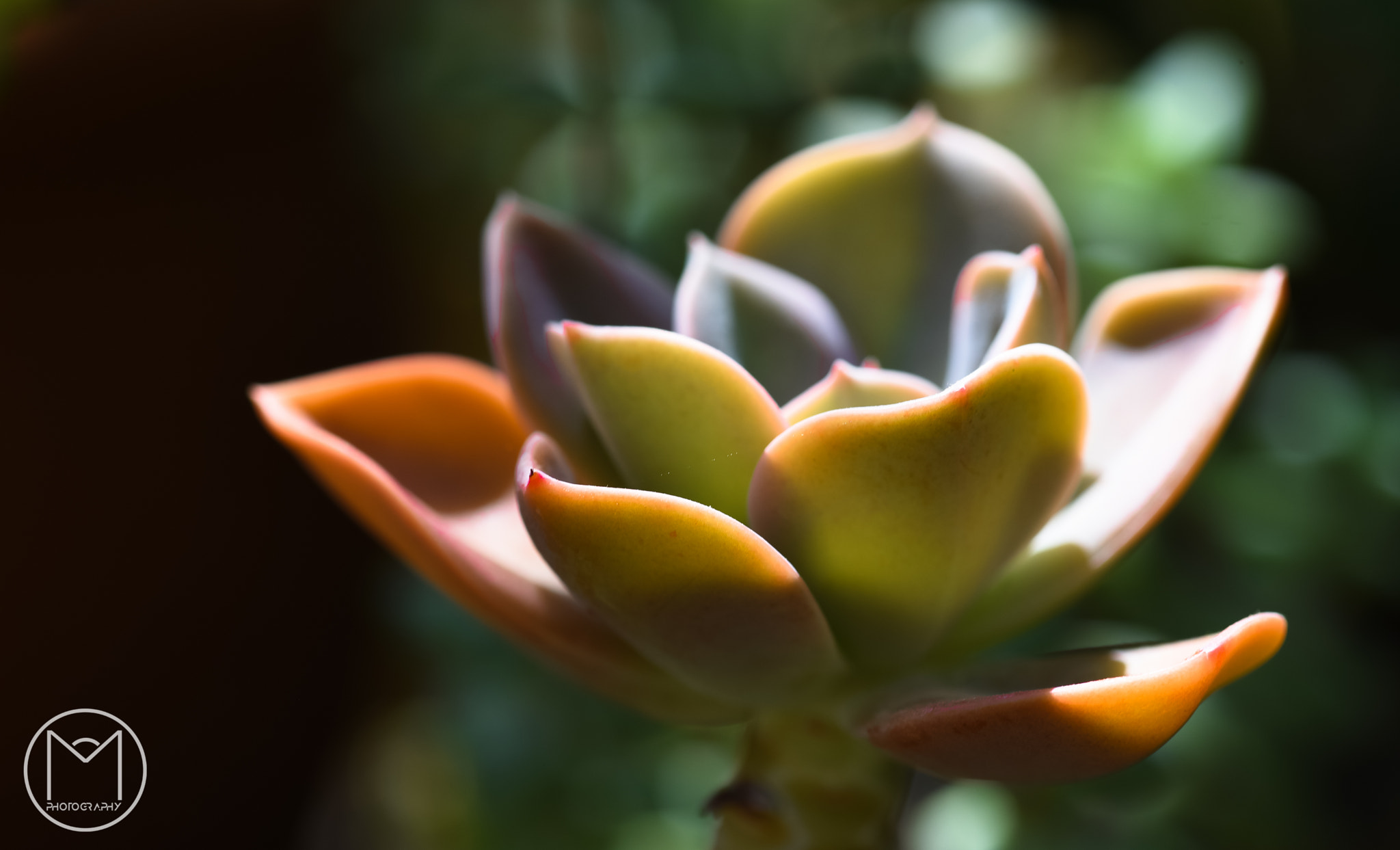 Nikon D750 + Nikon AF Micro-Nikkor 200mm F4D ED-IF sample photo. Succulent photography