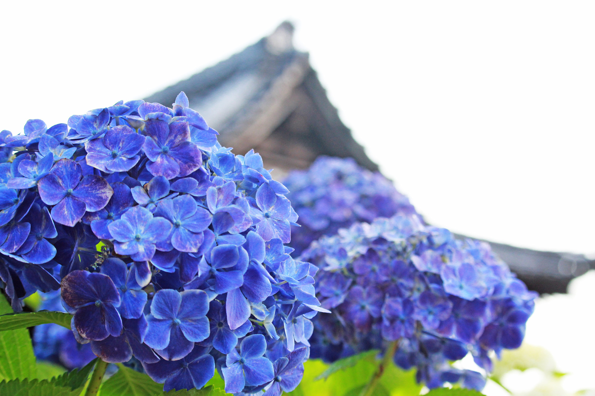 Canon EOS 700D (EOS Rebel T5i / EOS Kiss X7i) sample photo. 紫陽花×寺 photography