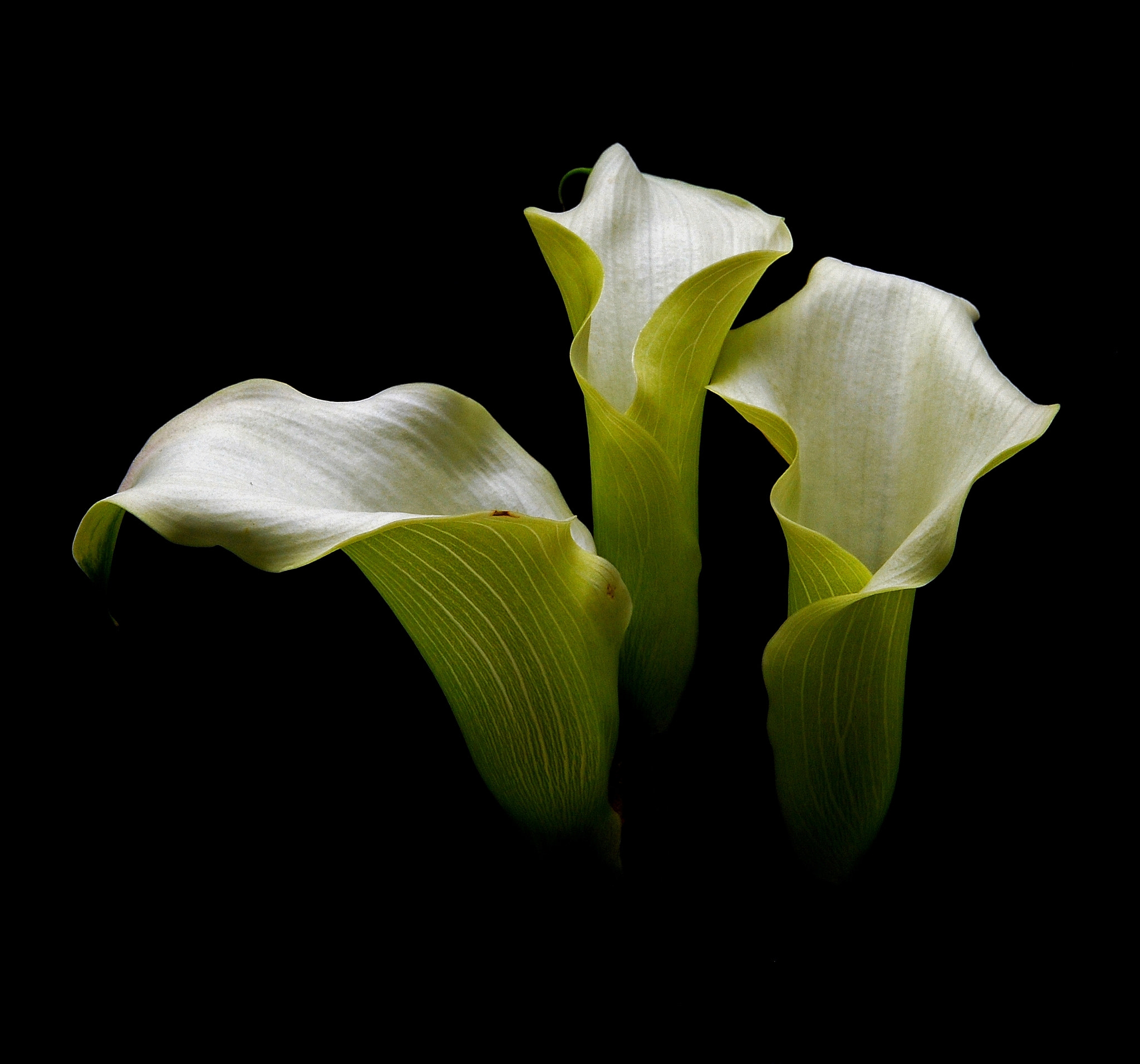 Nikon D40X sample photo. White calla lillies photography