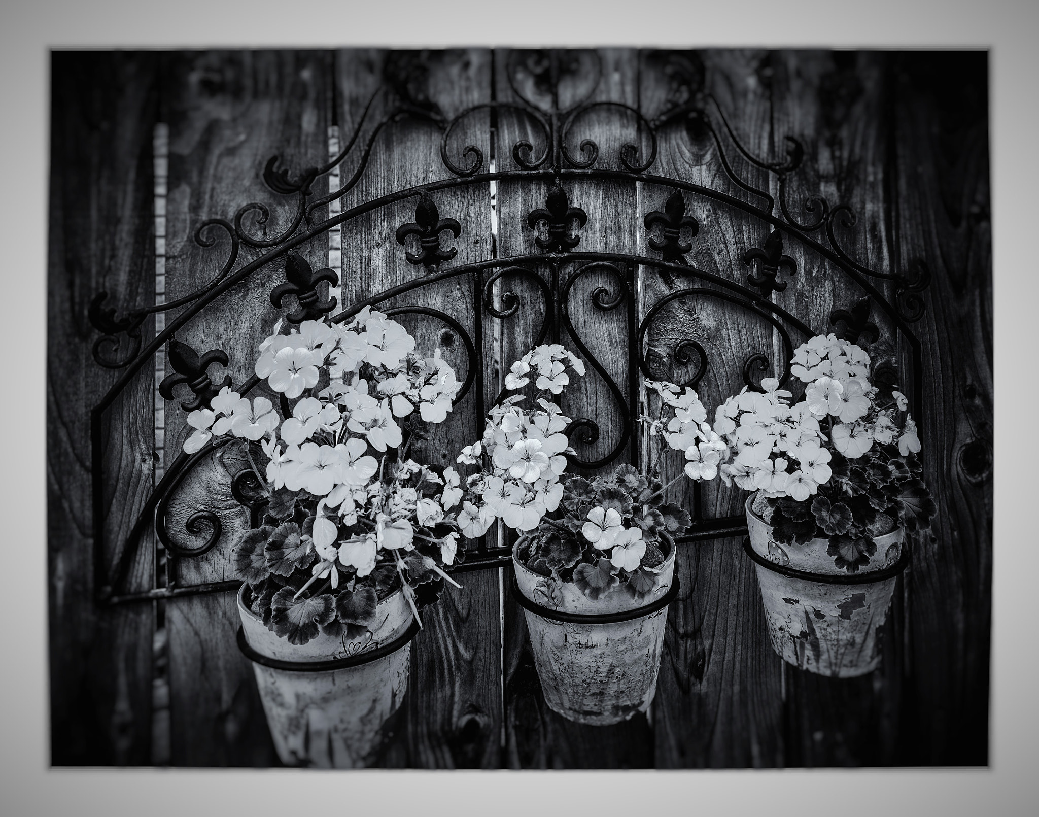 Fujifilm XC 16-50mm F3.5-5.6 OIS sample photo. D.flowers. photography