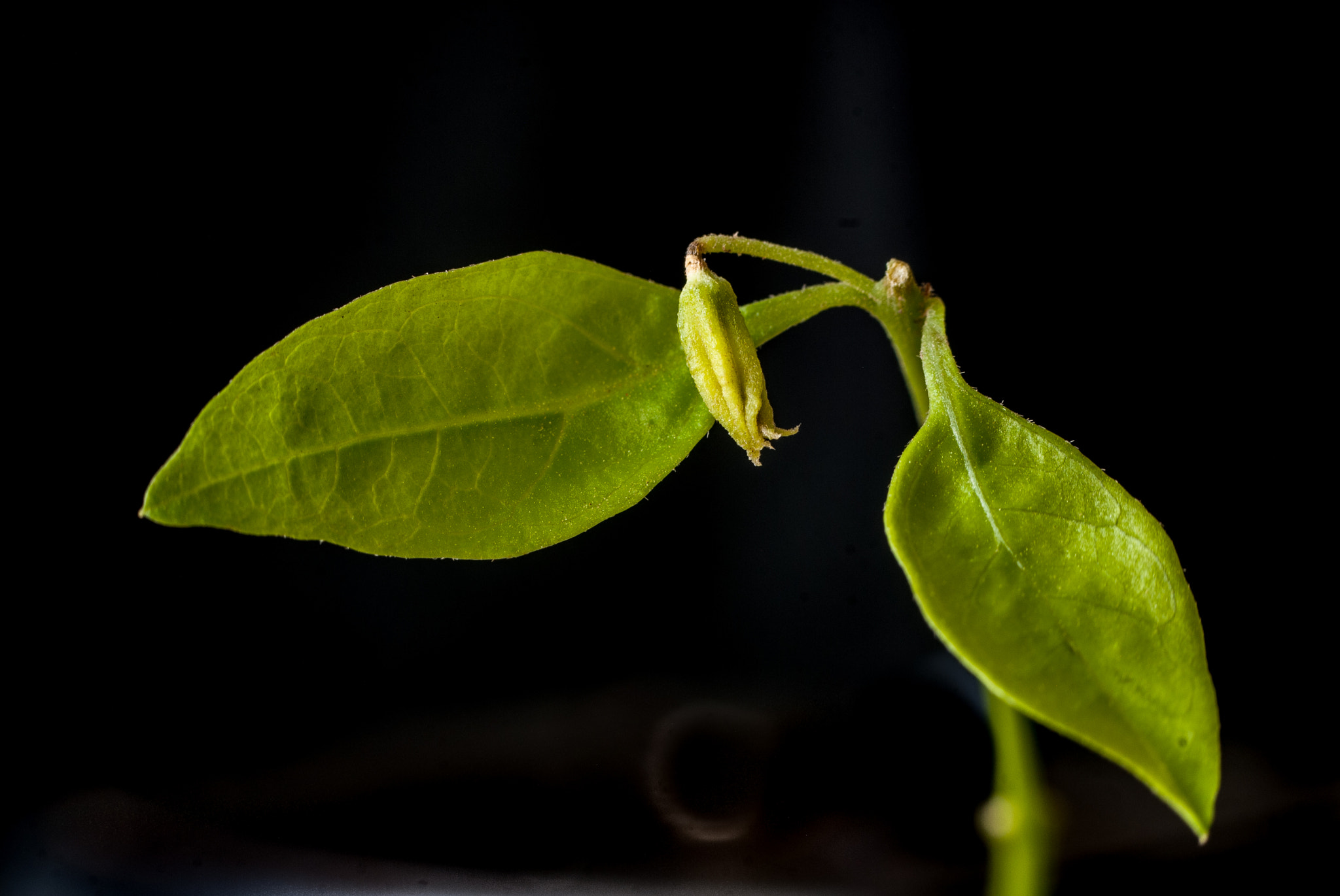 Nikon D40X sample photo. Two leaves photography