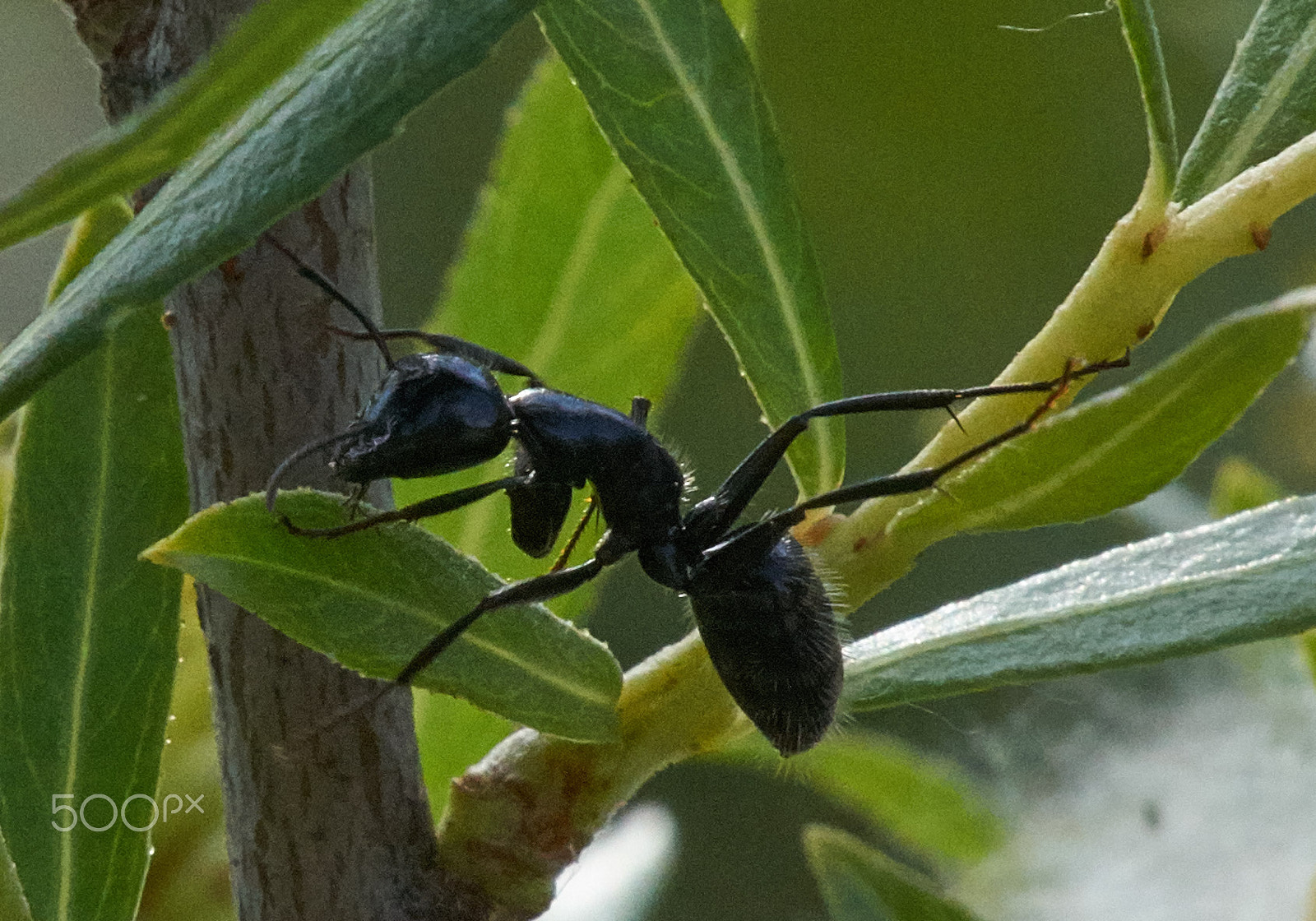 Sony DT 50mm F1.8 SAM sample photo. Blackant photography