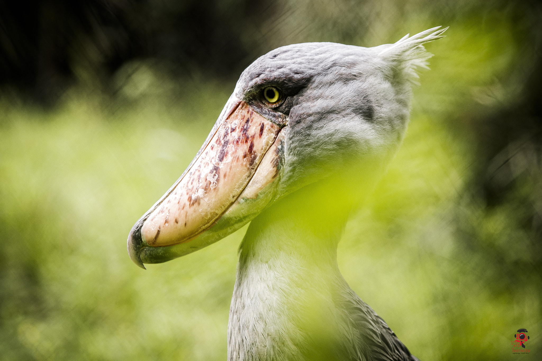 Canon EF 70-200mm F2.8L USM sample photo. Bird photography