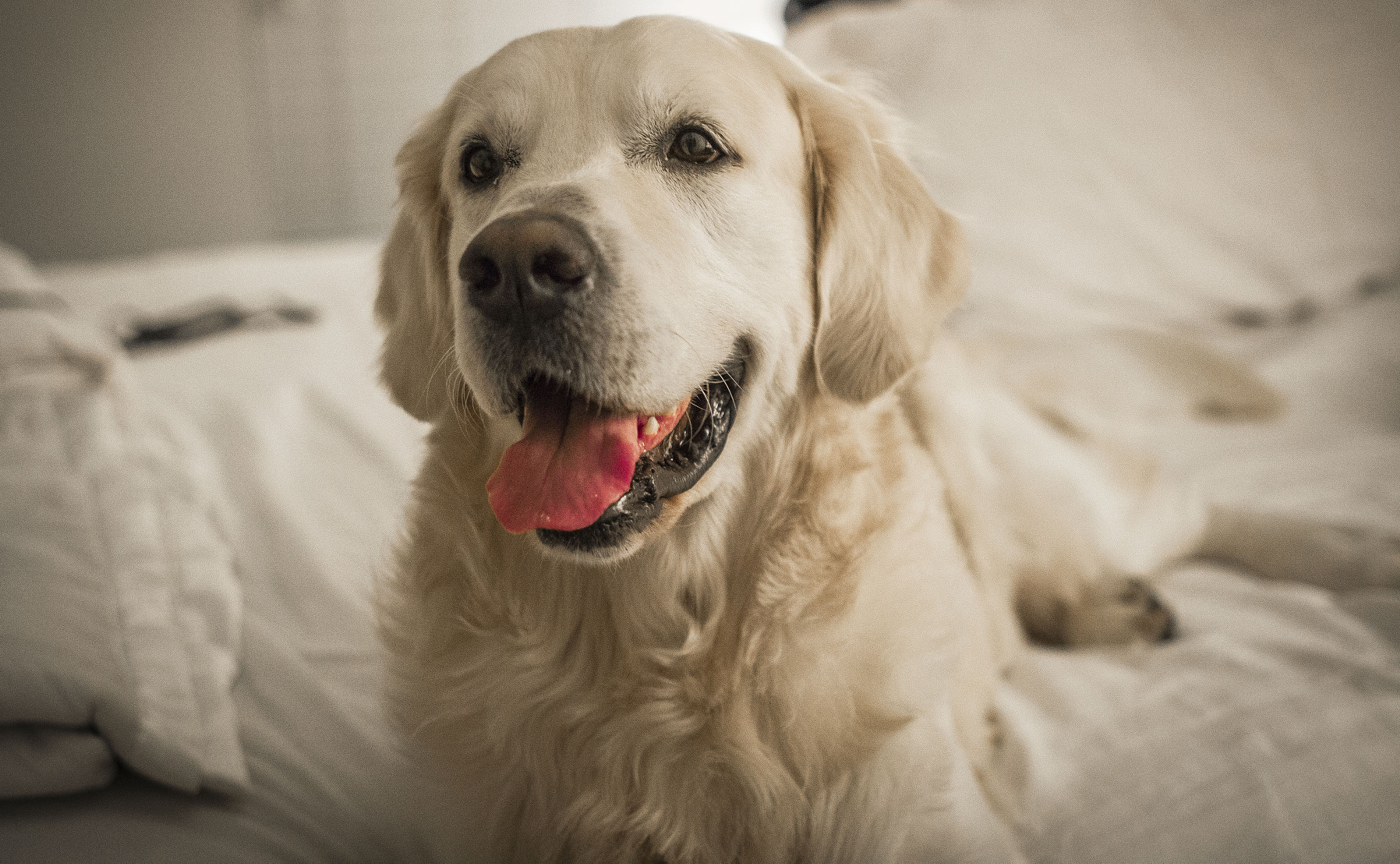 Sigma 18-35mm f/1.8 DC HSM sample photo. Oliver the dog photography