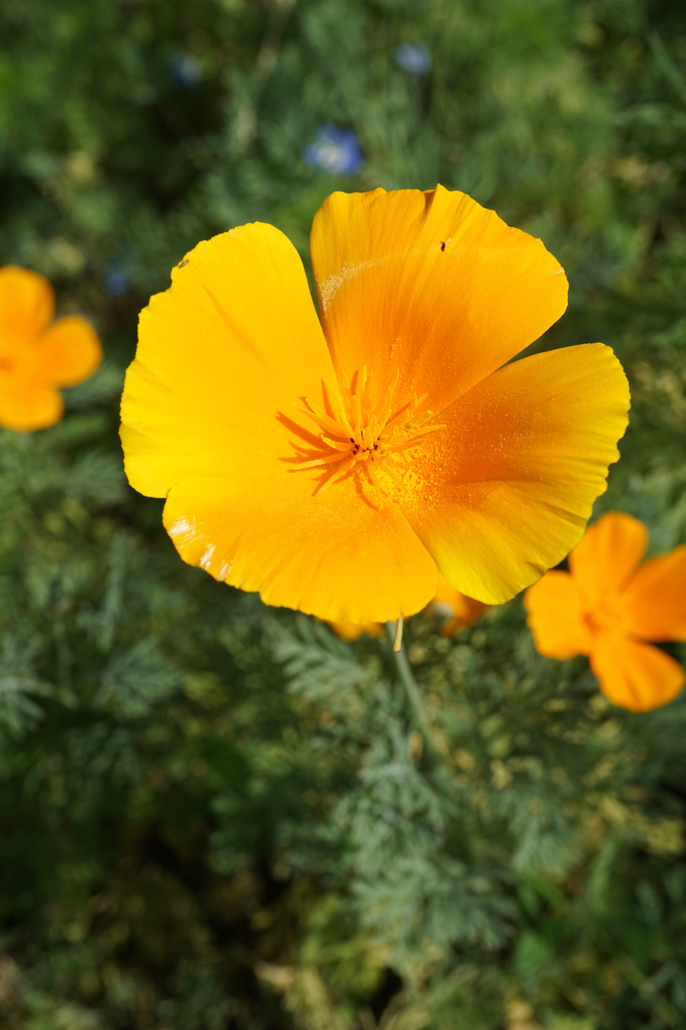 Sony a6000 + Sony E 30mm F3.5 sample photo. Eschscholzia californica photography