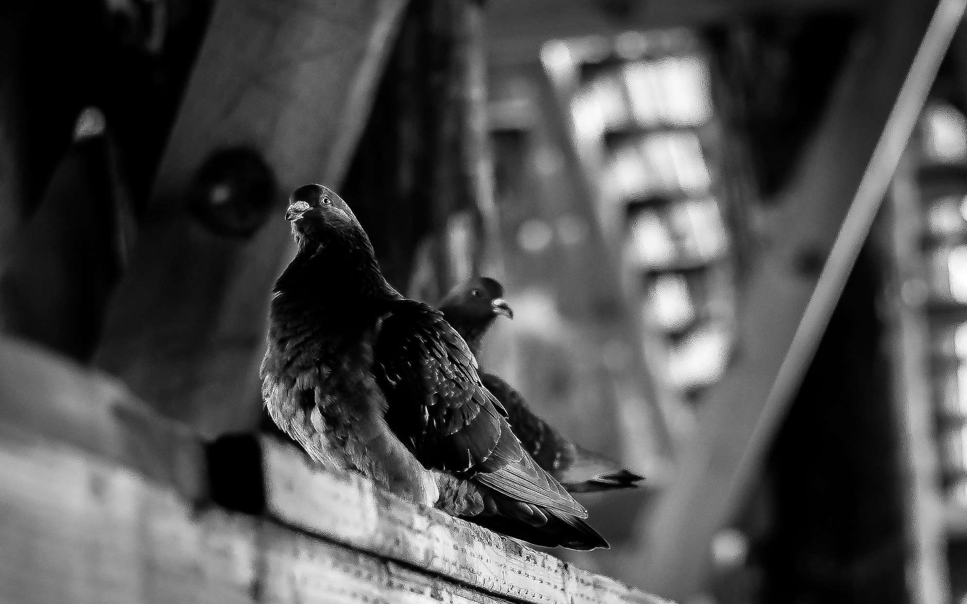 Pentax K-x + A Series Lens sample photo. Menace photography