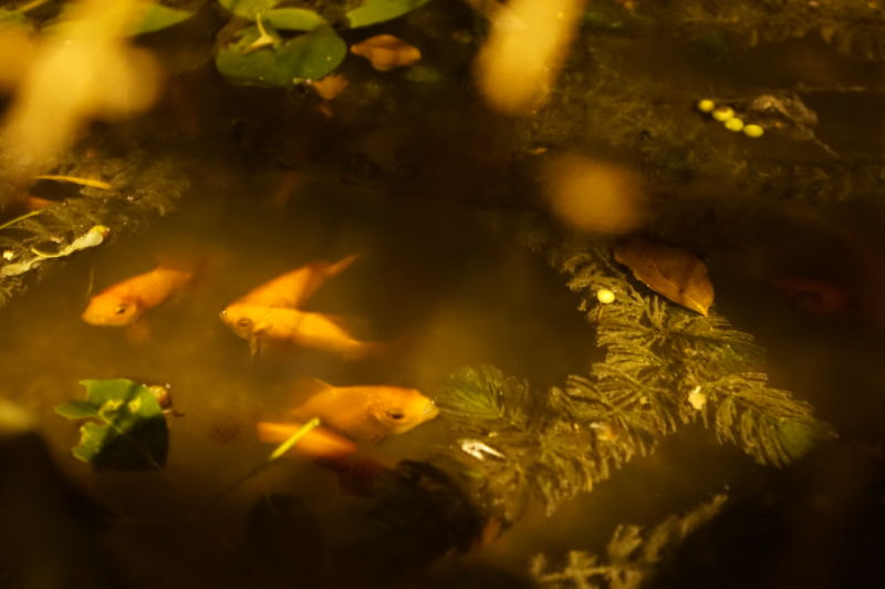 Sony E 18-55mm F3.5-5.6 OSS sample photo. Fishs photography