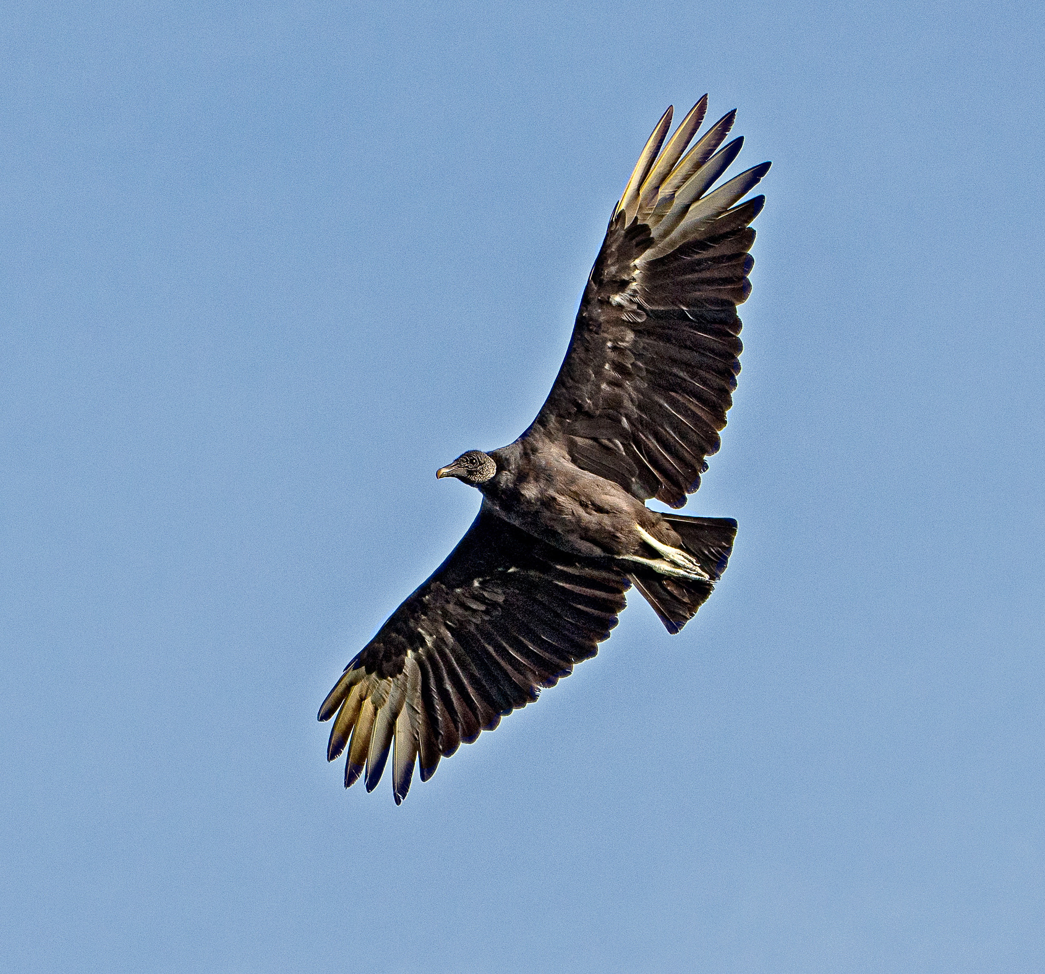 Nikon D600 sample photo. Black vulture at stick marsh 2 photography