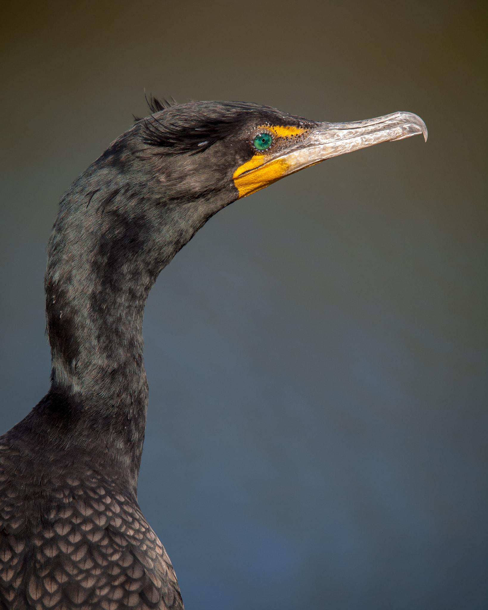 Olympus E-620 (EVOLT E-620) sample photo. Double-crested cormorant photography