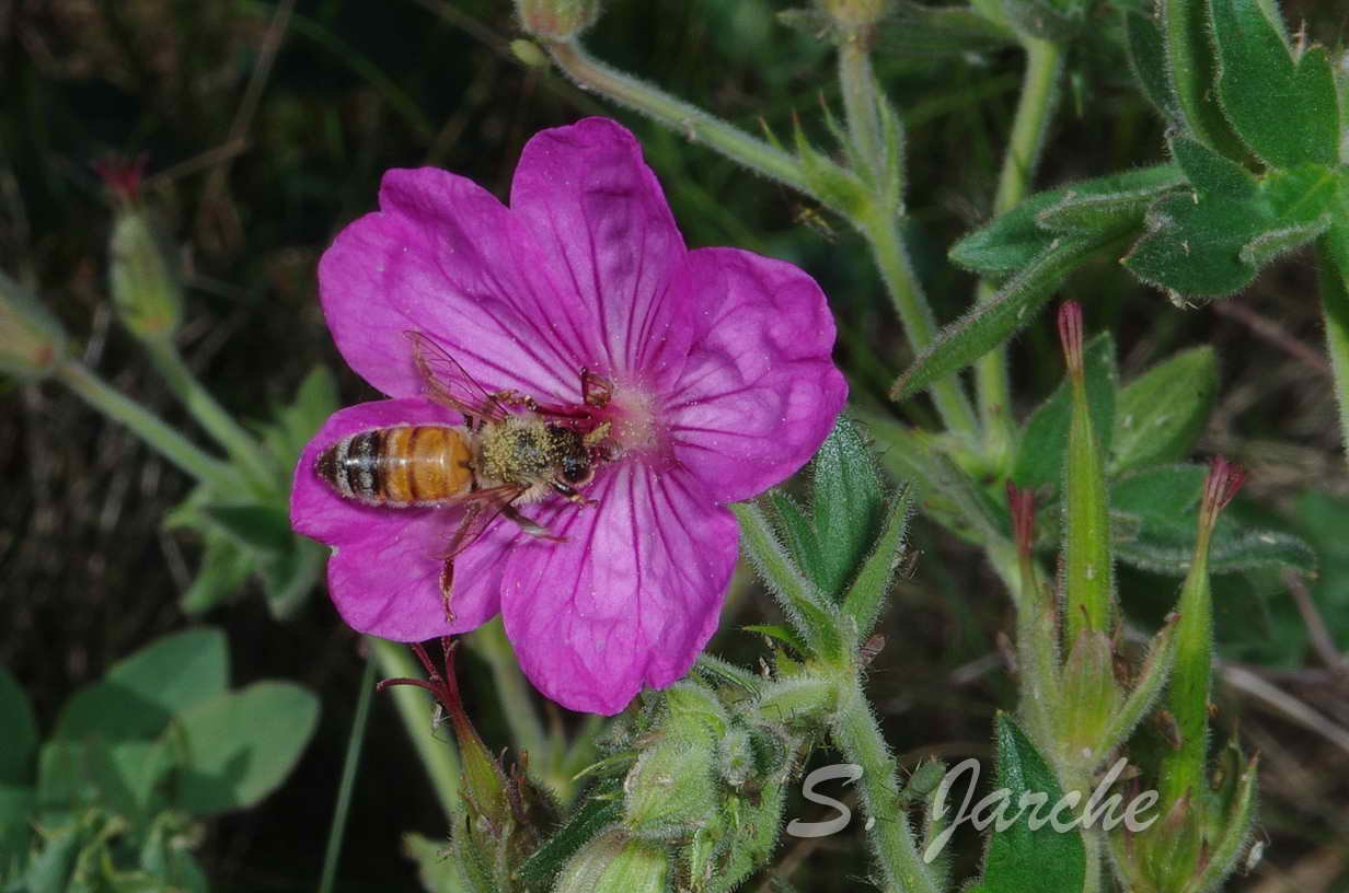 Pentax K-5 IIs sample photo. Imgp9114.jpg photography