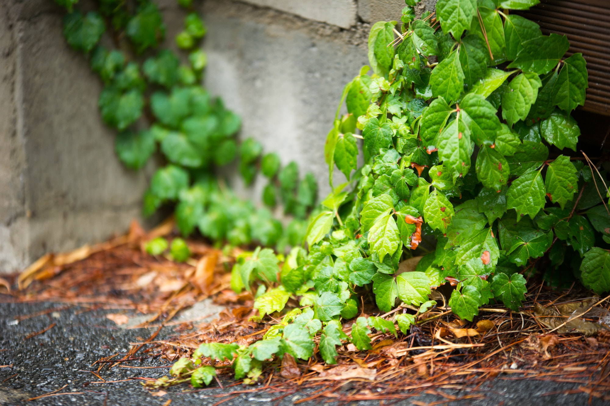 Sigma 70-200mm F2.8 EX DG OS HSM sample photo. A rainy day photography