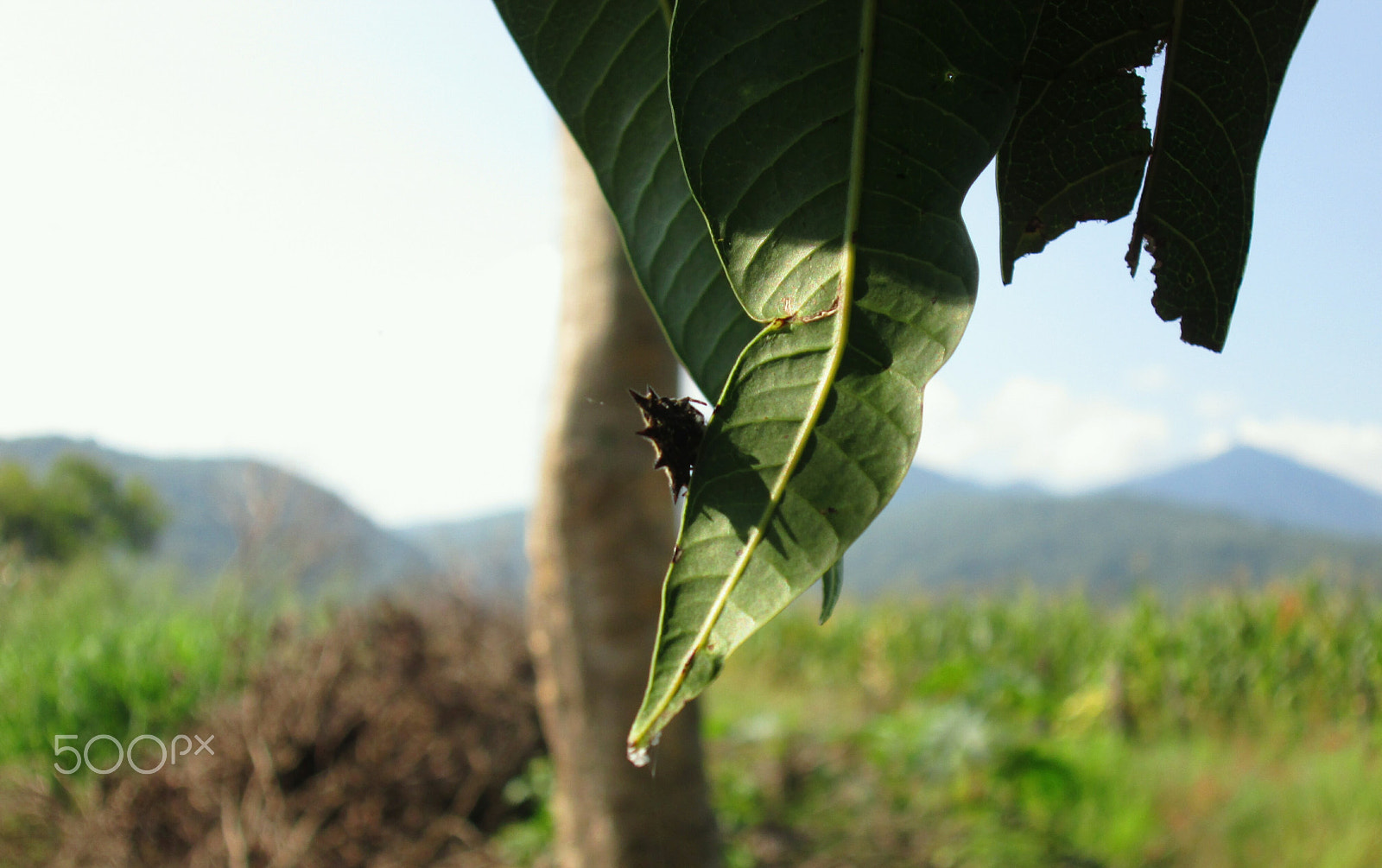 Canon PowerShot A3500 IS sample photo. Spider on a leaf photography