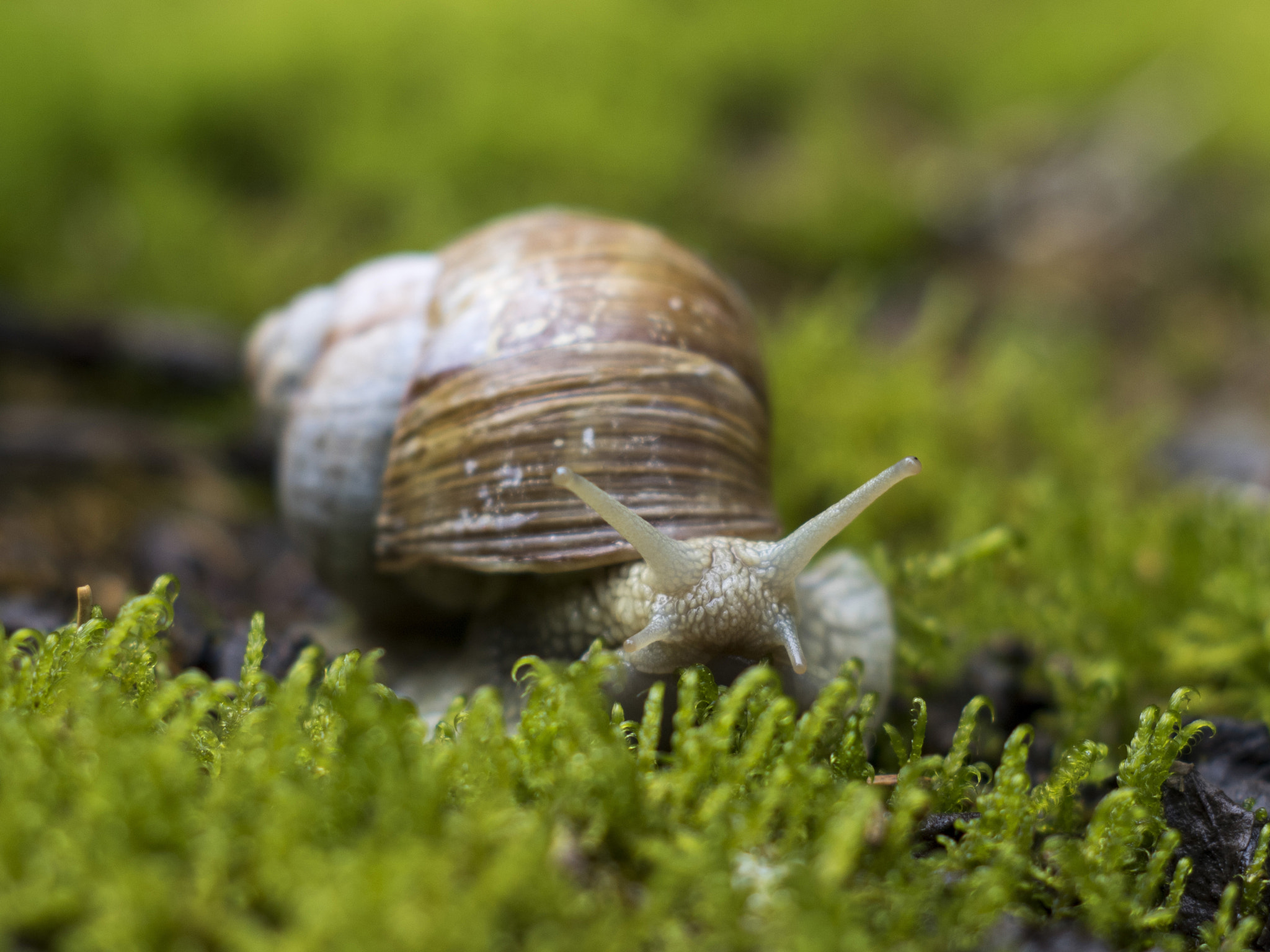 Canon EOS 750D (EOS Rebel T6i / EOS Kiss X8i) + Canon EF 35-80mm f/4-5.6 sample photo. Portrait of snail photography