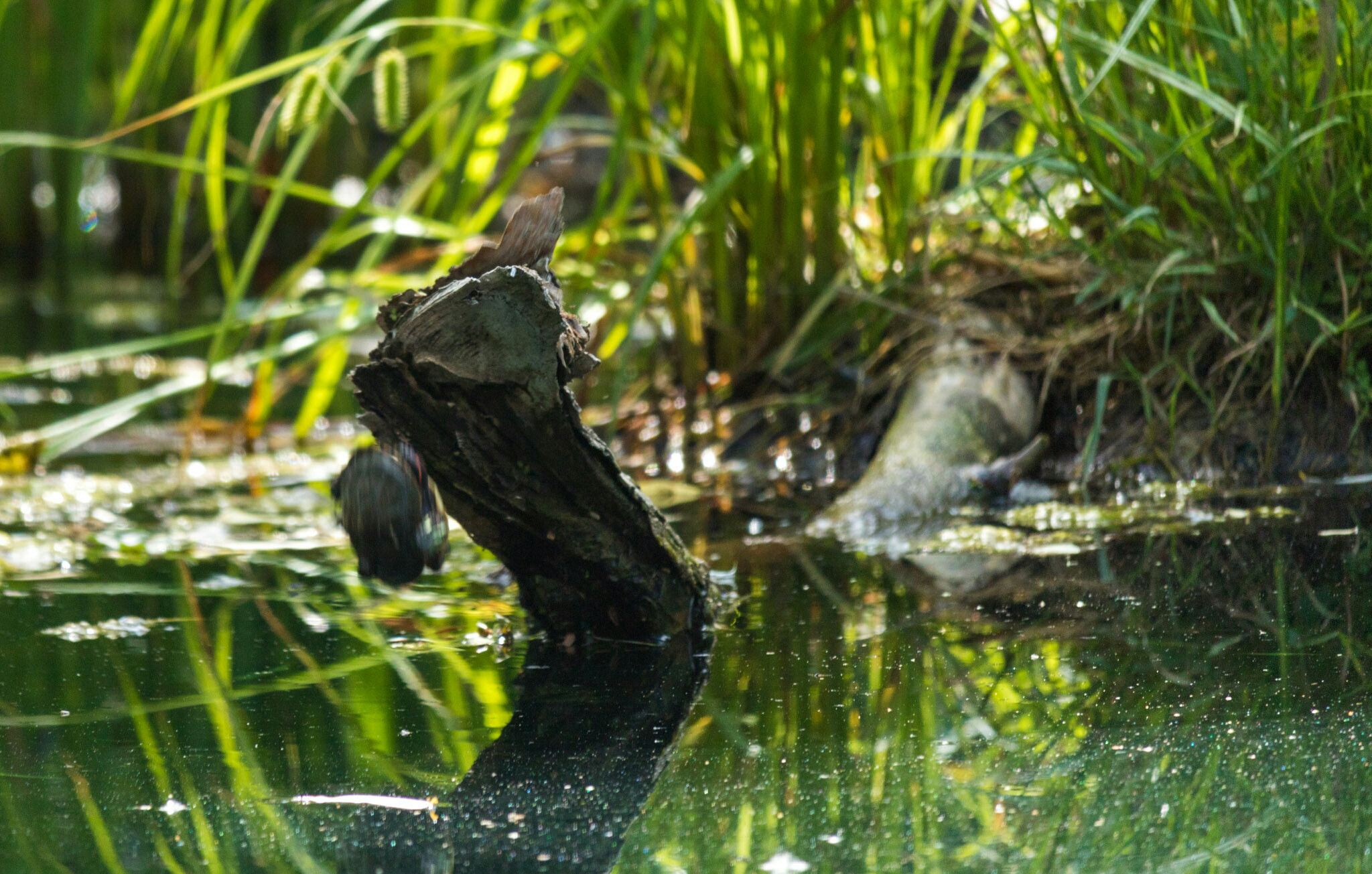 Canon EF-S 55-250mm F4-5.6 IS STM sample photo. Turtle ii 6/23/16 photography