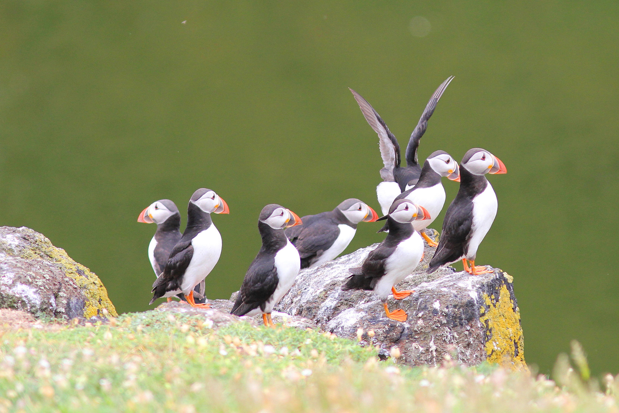 Canon EF 300mm F4L IS USM sample photo. Puffin photography