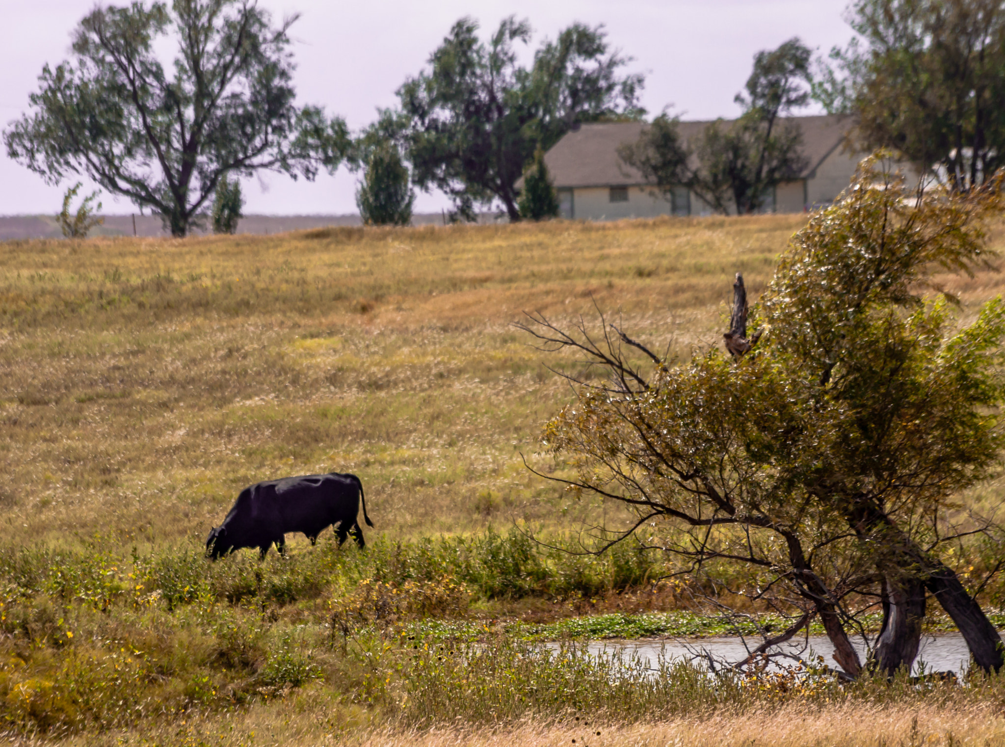 Sigma 70-300mm F4-5.6 APO DG Macro sample photo. Home on the pasture photography