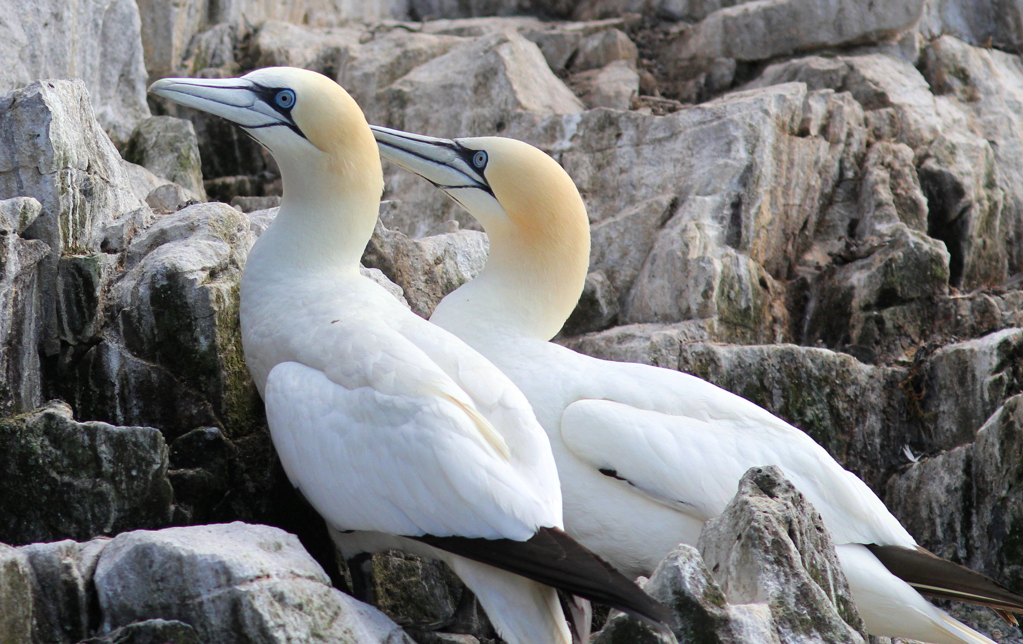 Canon EF 300mm F4L IS USM sample photo. Gannet photography