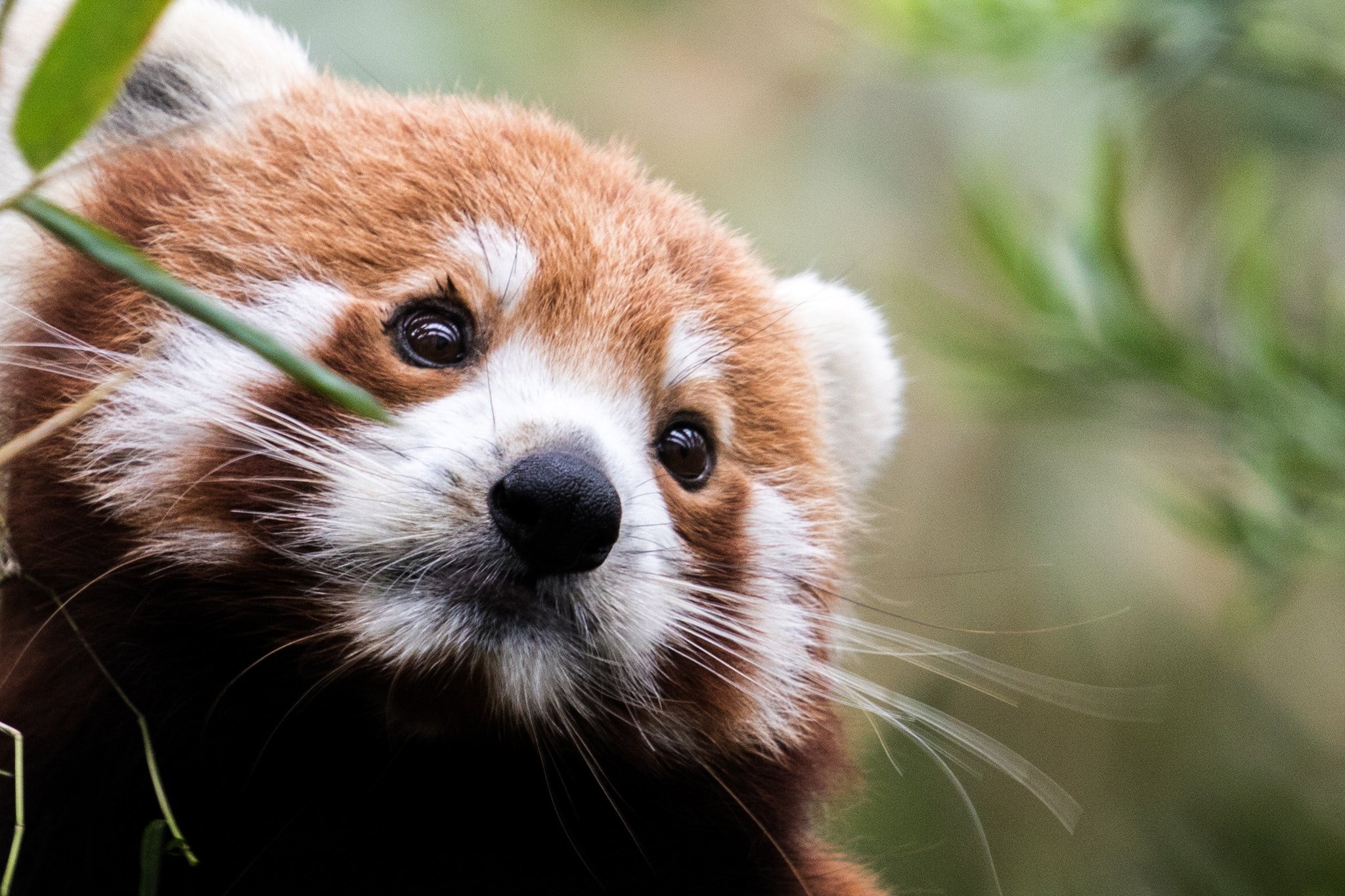 Canon EF 70-200mm F4L IS USM sample photo. Red panda, river safari, singapore photography