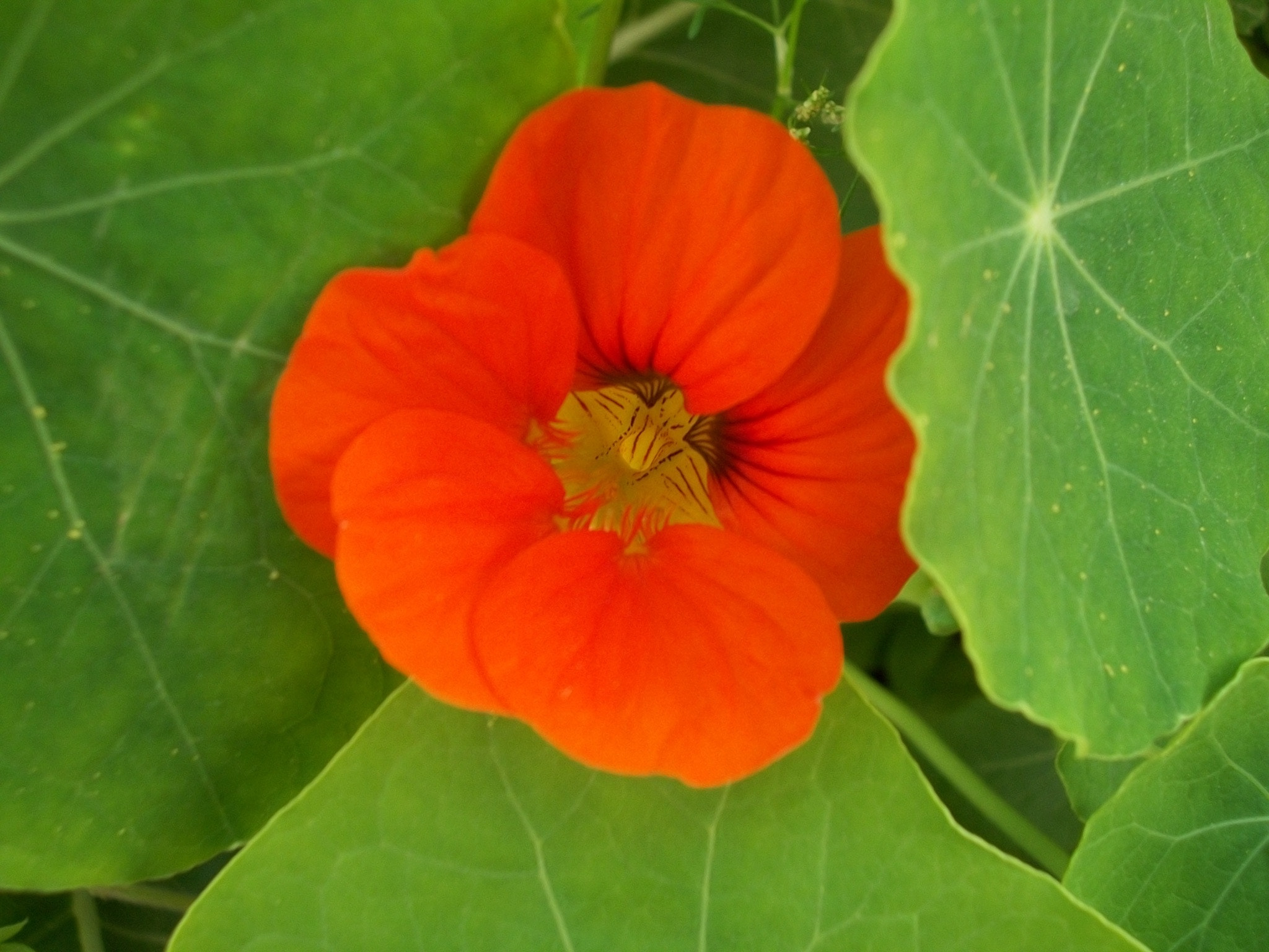 Kodak EASYSHARE M340 DIGITAL CAMERA sample photo. In full bloom photography