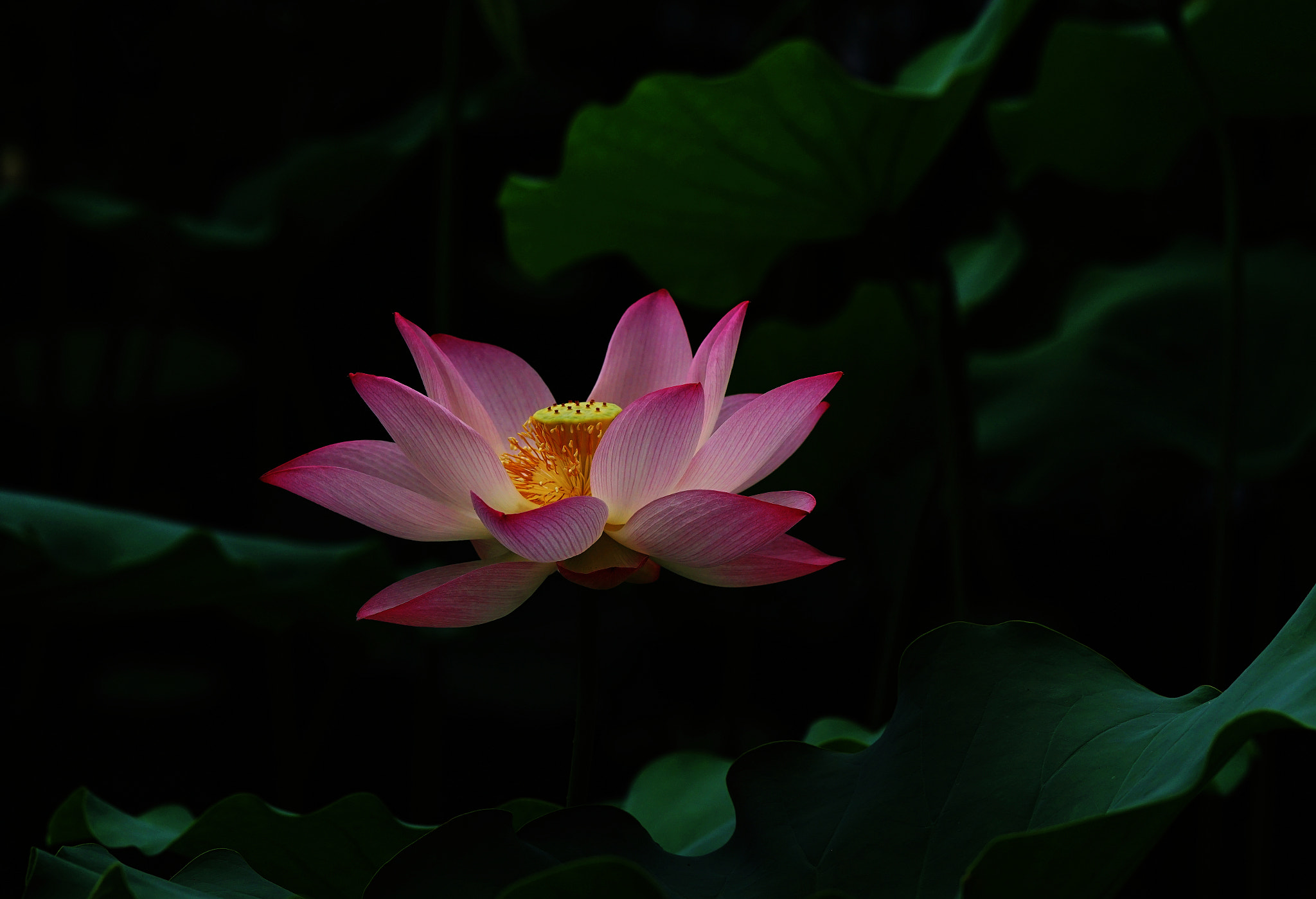 Sony a7 II + Sony 70-400mm F4-5.6 G SSM II sample photo. Pink lotus photography