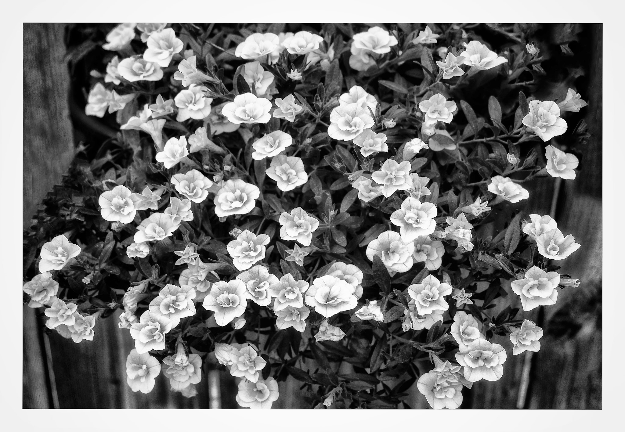 Fujifilm XC 16-50mm F3.5-5.6 OIS sample photo. D.flowers. photography