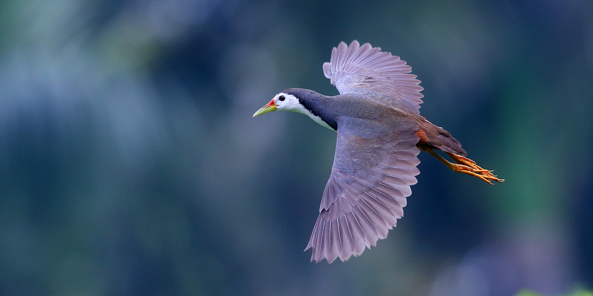Canon EF 300mm F2.8L IS II USM sample photo. Gliding photography