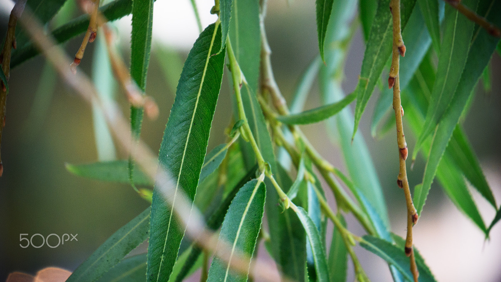 LUMIX G VARIO 45-150/F4.0-5.6 sample photo. Foreground leaves photography
