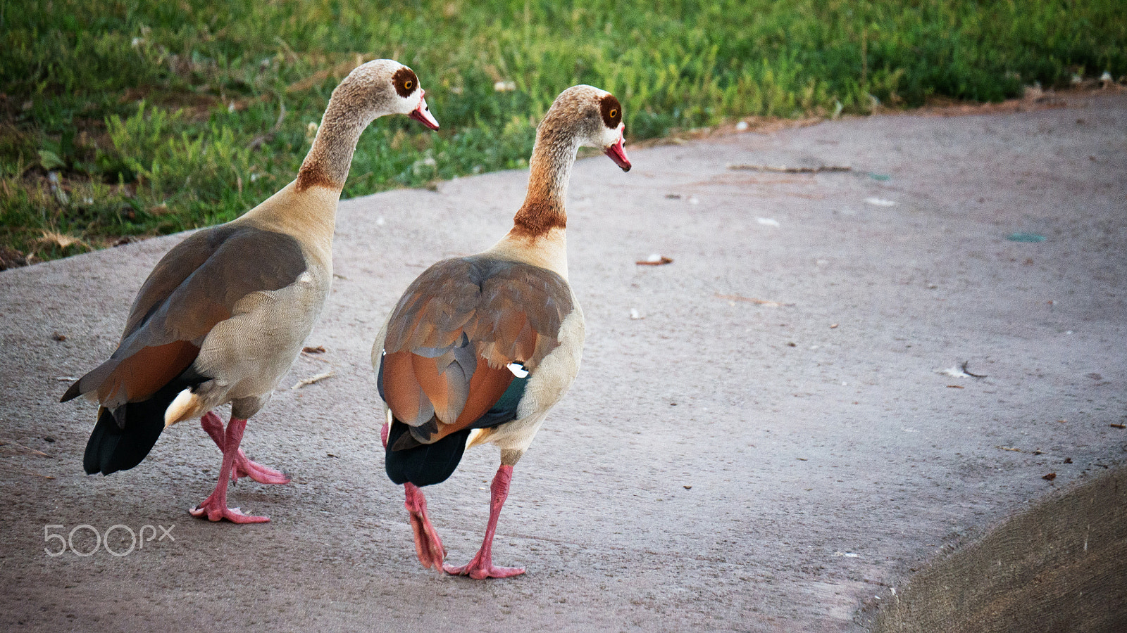 LUMIX G VARIO 45-150/F4.0-5.6 sample photo. Duck pals photography