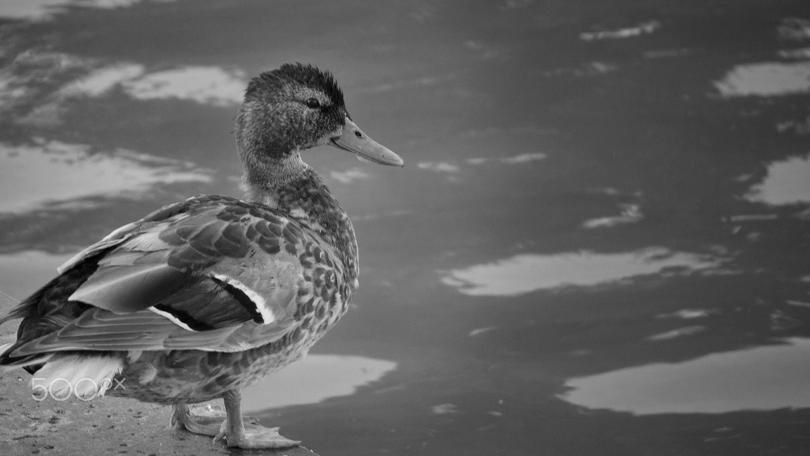LUMIX G VARIO 45-150/F4.0-5.6 sample photo. Black & white duck photography