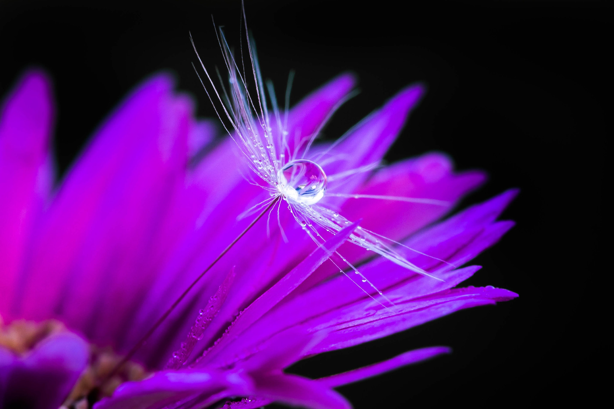 Canon EF 100mm F2.8 Macro USM sample photo. Dandelion photography