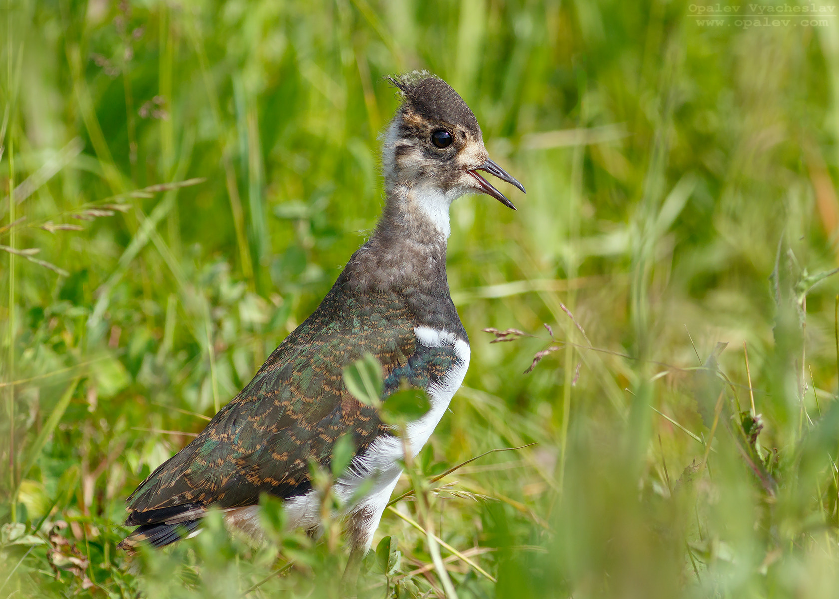 Canon EOS 7D Mark II + Canon EF 400mm F5.6L USM sample photo. Young lapwing photography