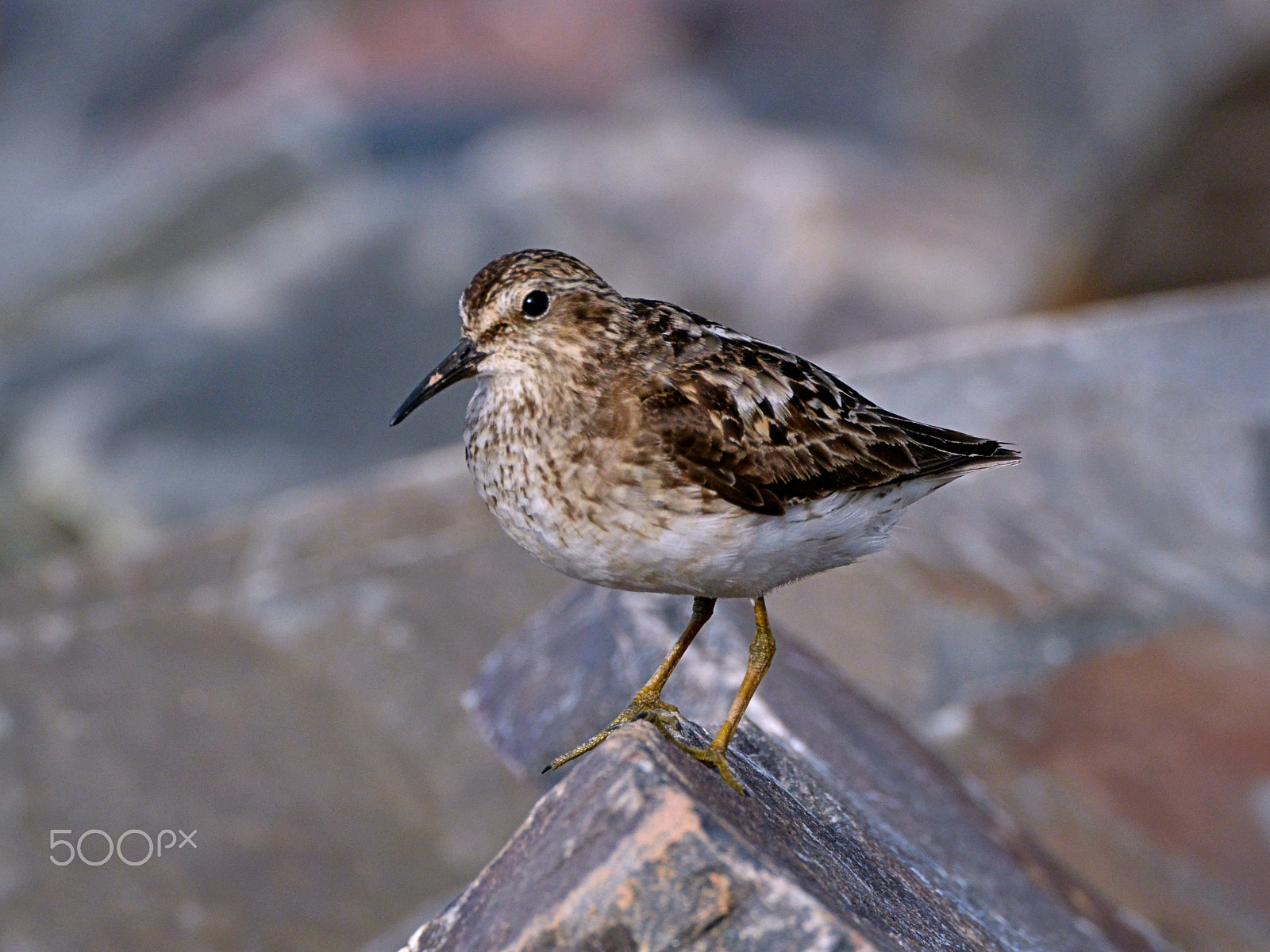 Nikon 1 Nikkor VR 70-300mm F4.5-5.6 sample photo. Waiting for the tide to change photography