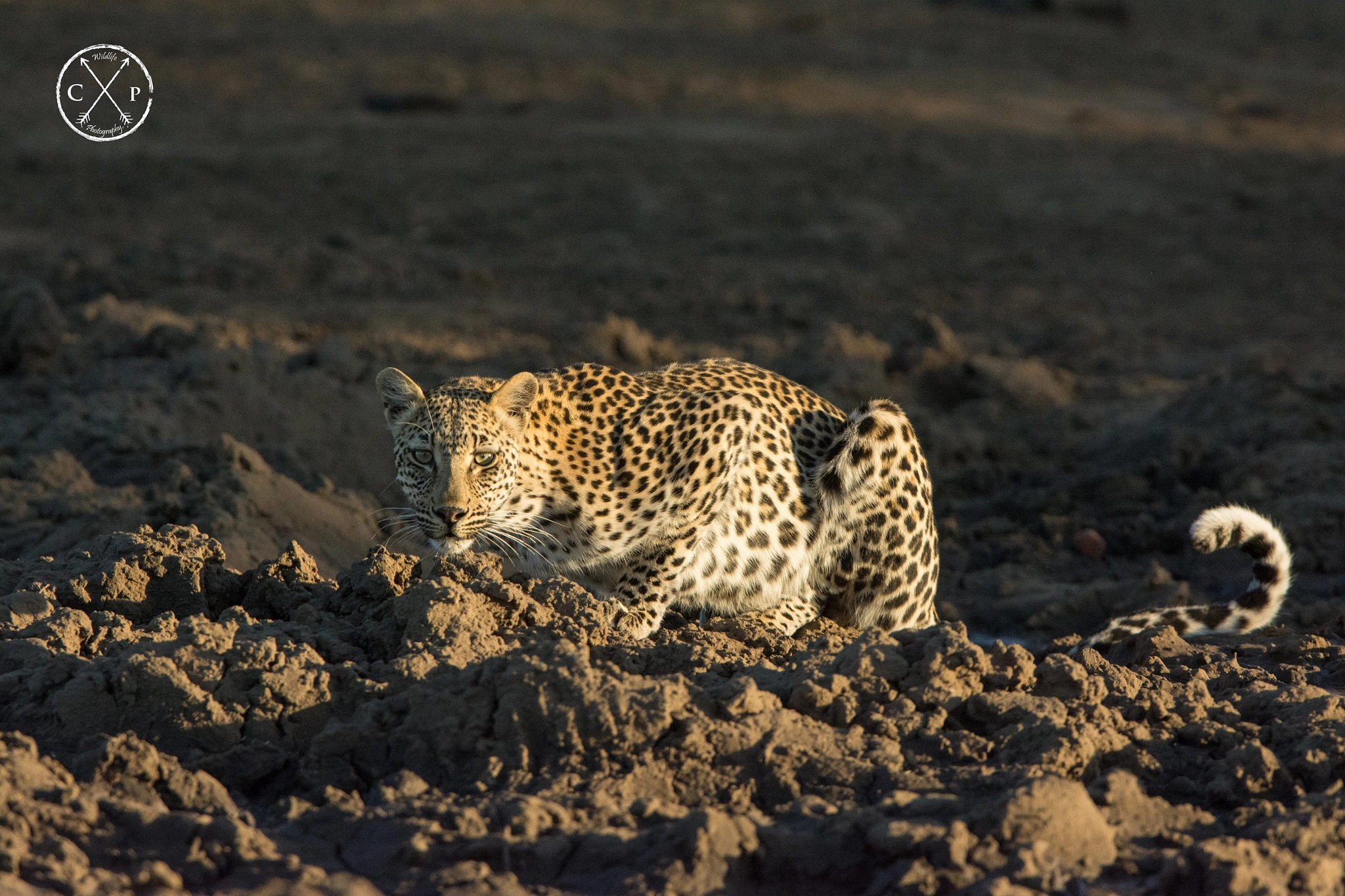Nikon AF-S Nikkor 400mm F2.8G ED VR II sample photo